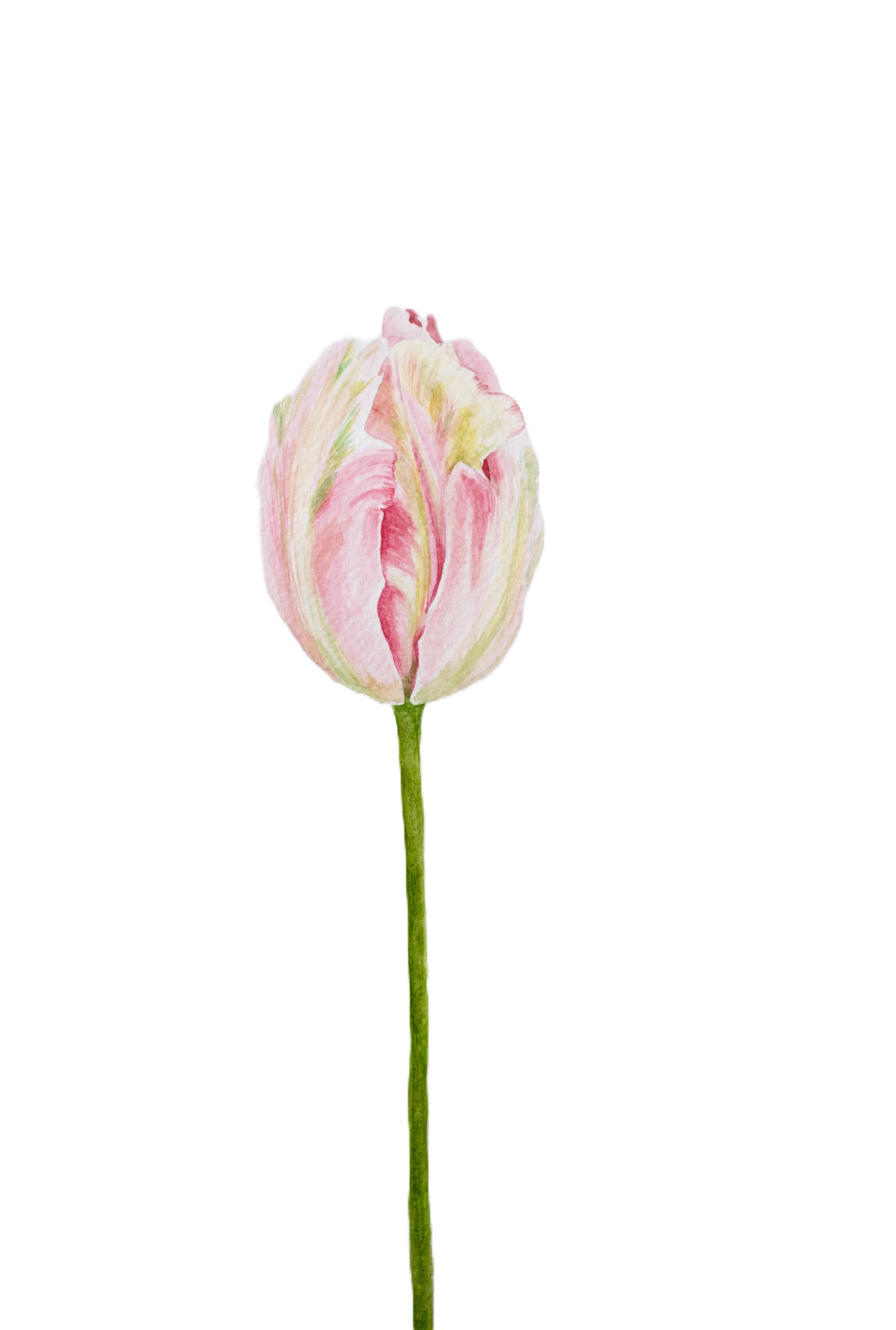 Tulip II