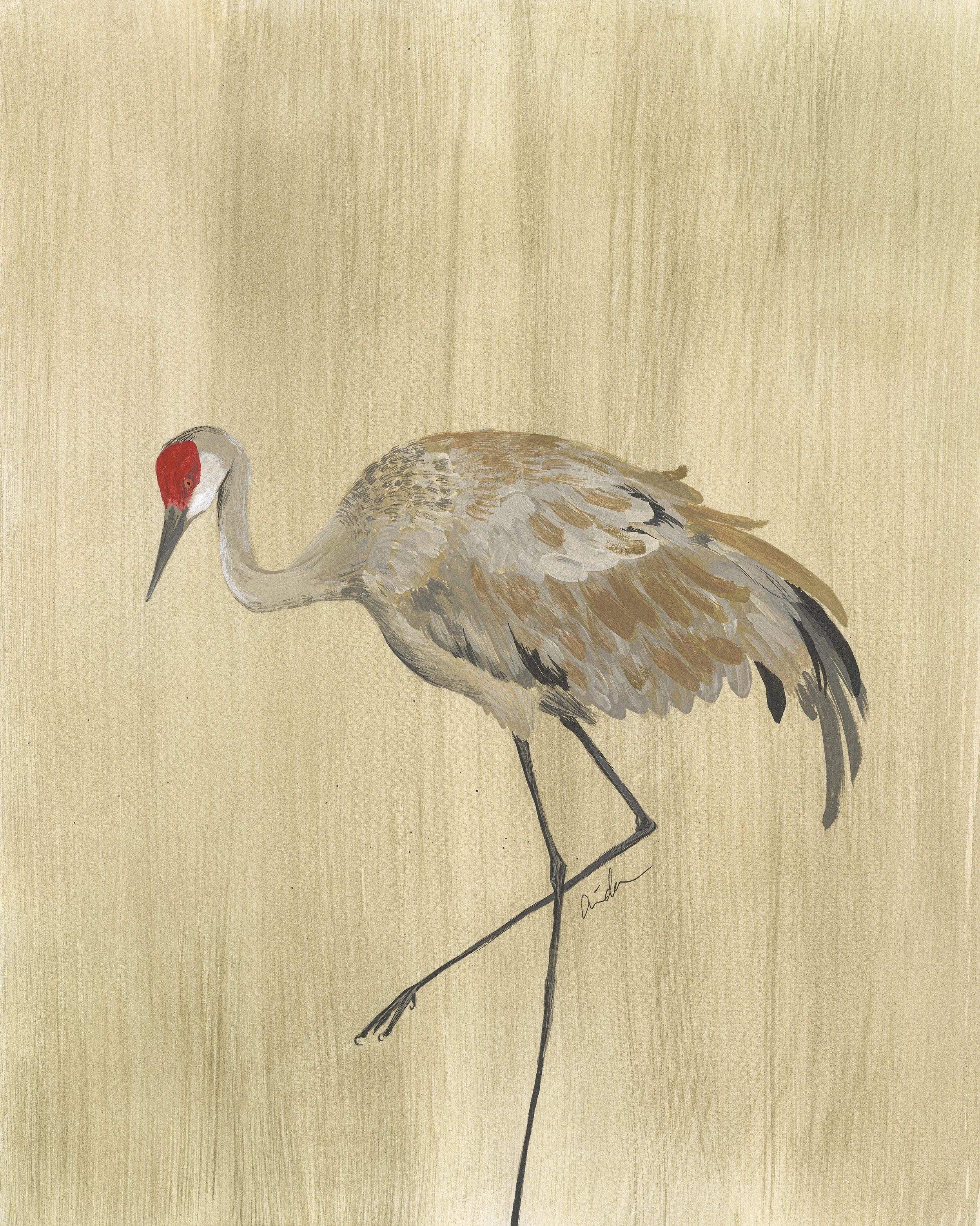 Sandhill Crane Print