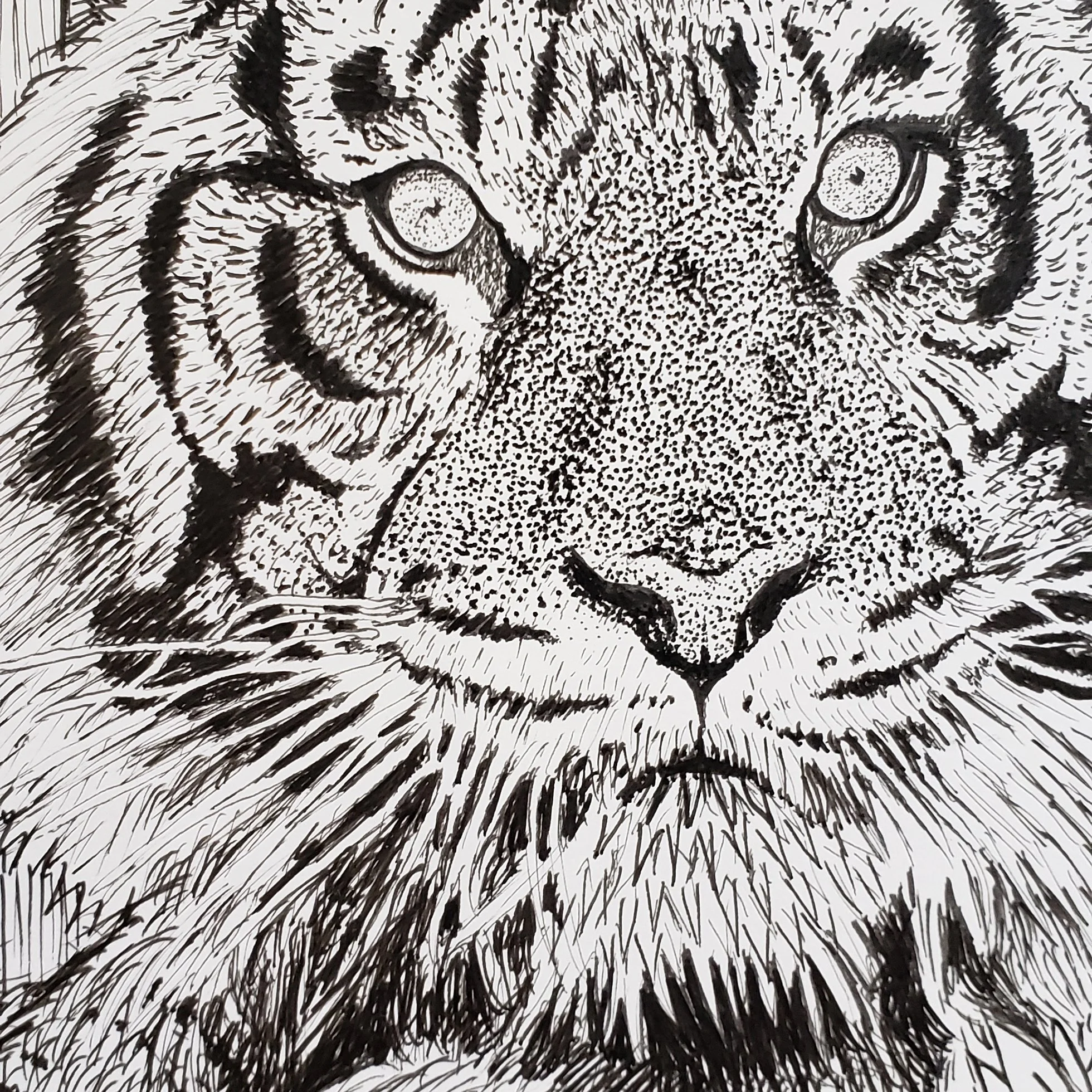 Tiger Closeup.jpg