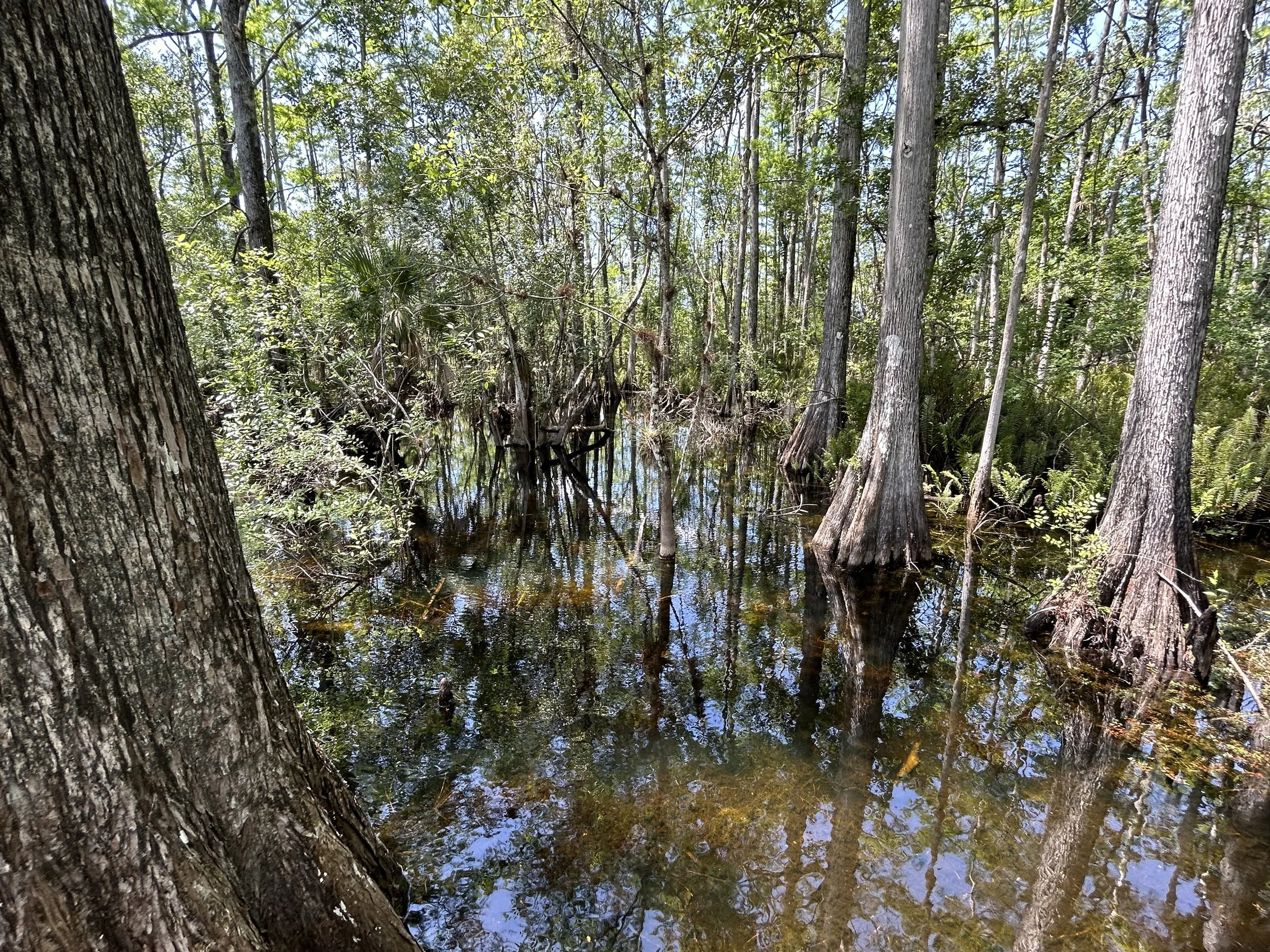 Informal Wetland Determination