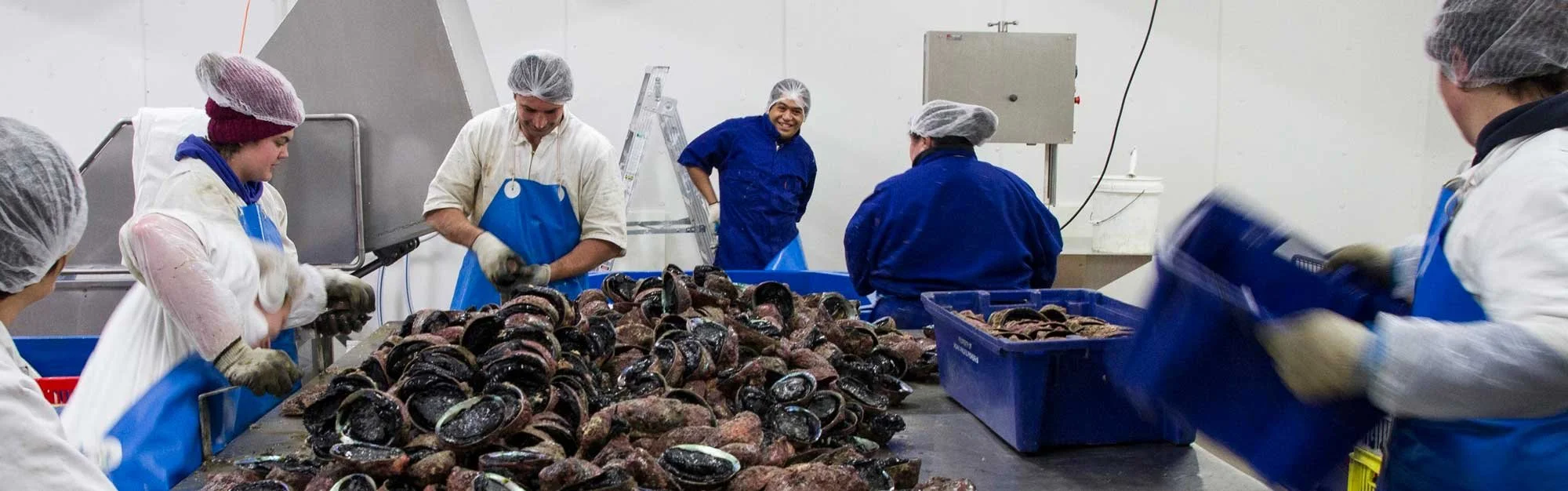 Workers in hairnets and gloves processing a large pile of mussels in a seafood processing facility.