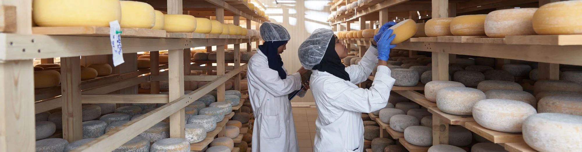 Two people in white lab coats, hair nets, and gloves examining large cheese wheels on wooden shelves in a cheese aging warehouse.