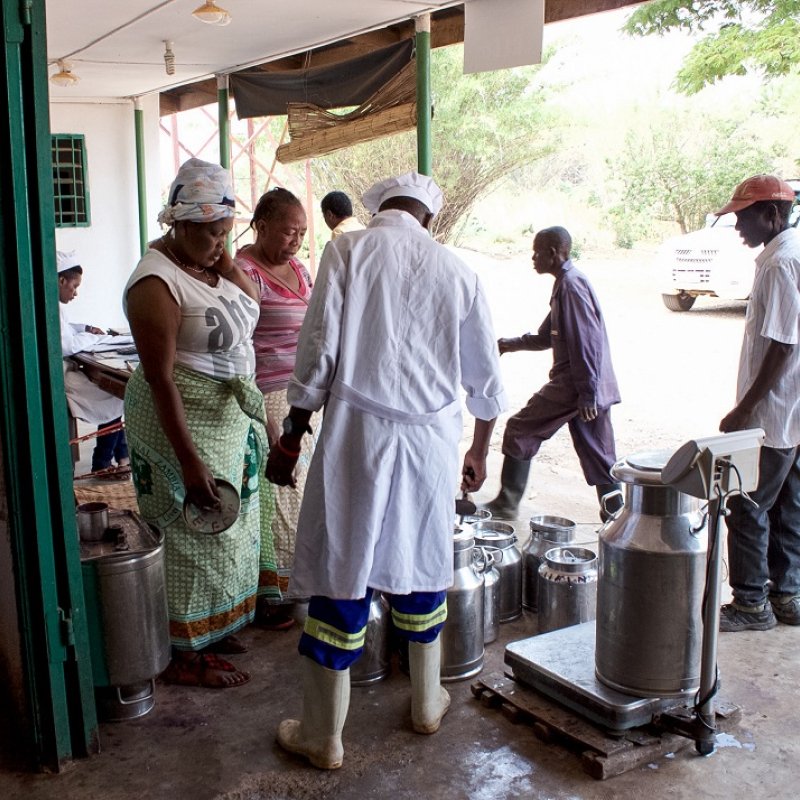 Zambia Dairy Transformation Programme – Annual Benchmarking Surveys