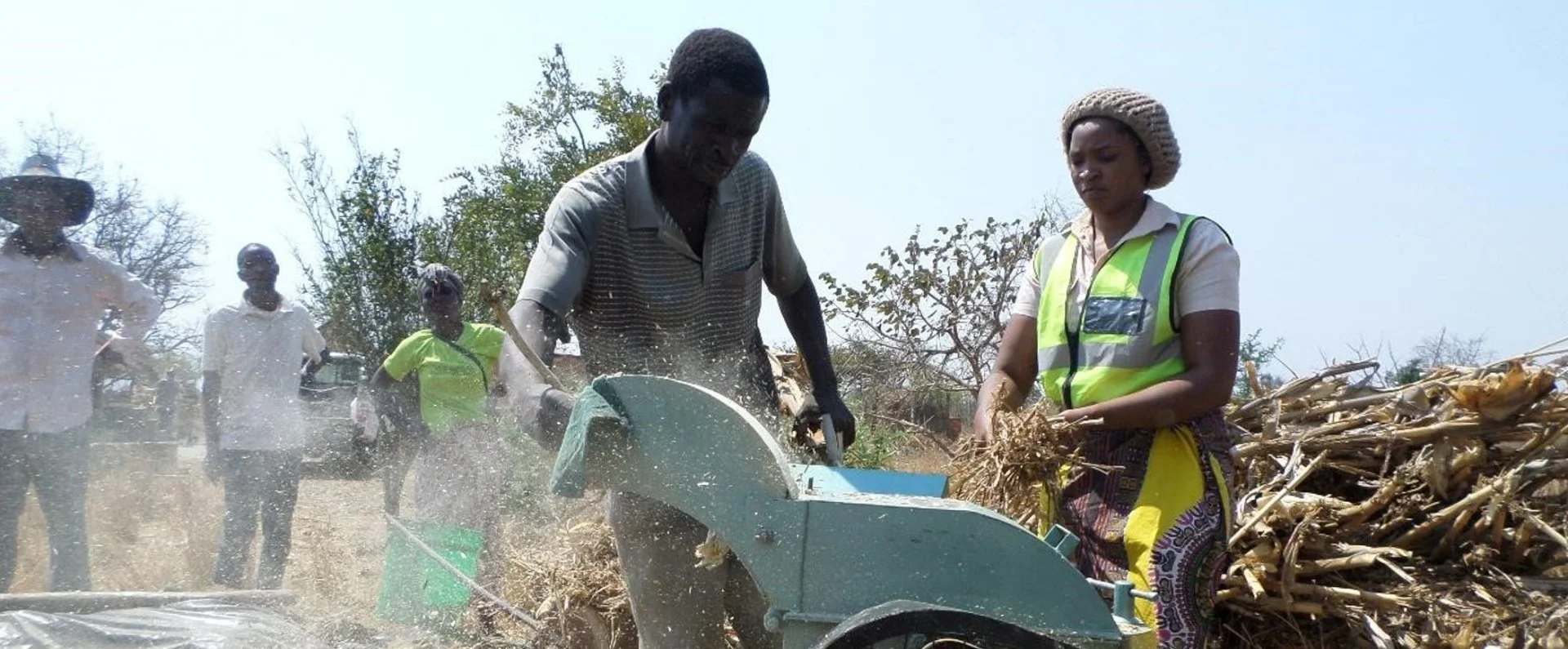 People working outdoors, using a machine to process sugarcane, with some onlookers in the background, and dry trees and sugarcane pile, under clear sky.