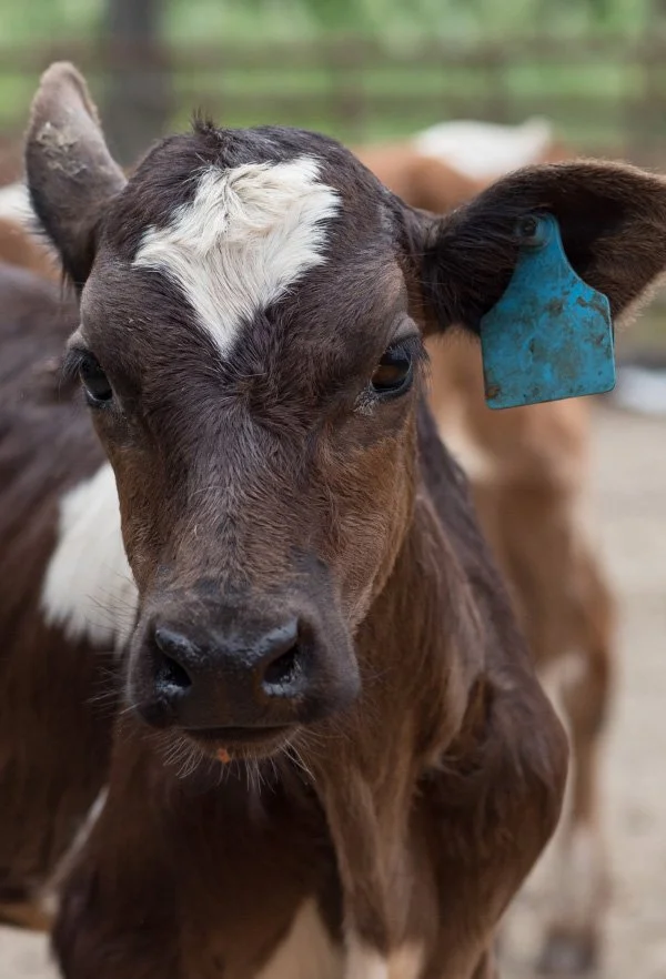 Livestock