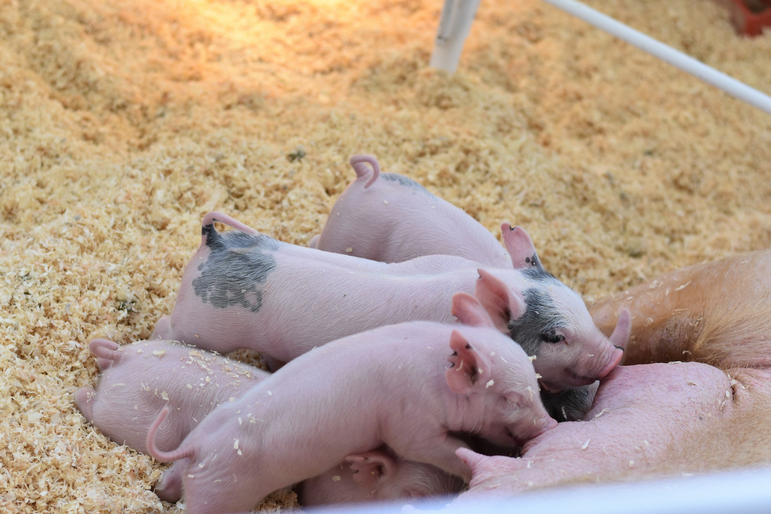 Piglets nursing from their mother pig in a bedding of wood shavings.