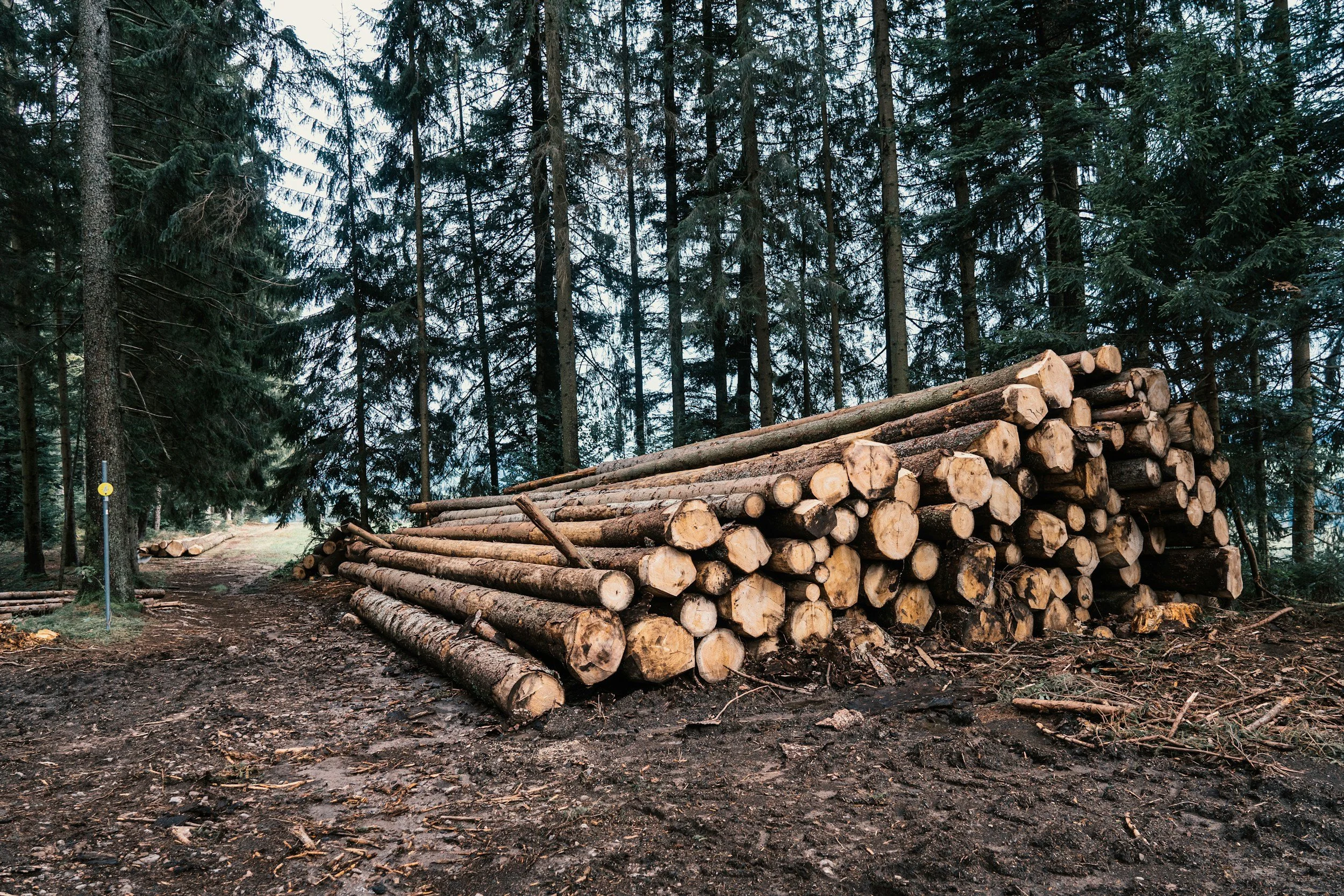 Forestry Investment Analysis