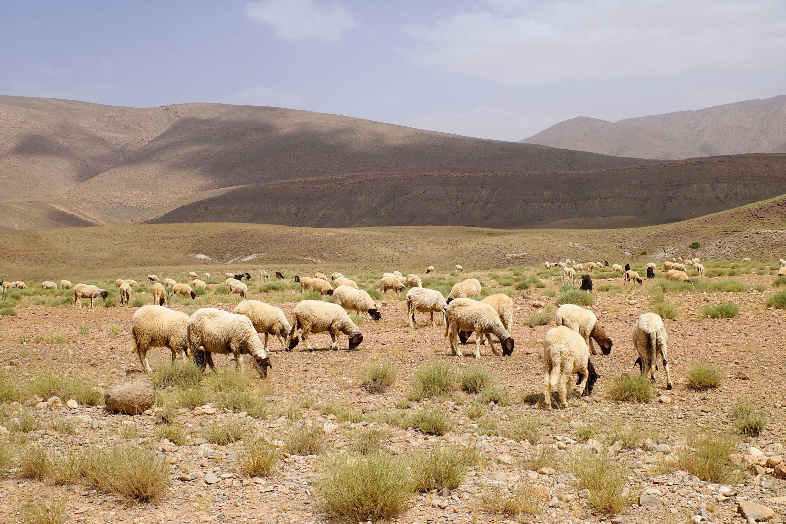 Integrated sheep farming enterprise, United Arab Emirates