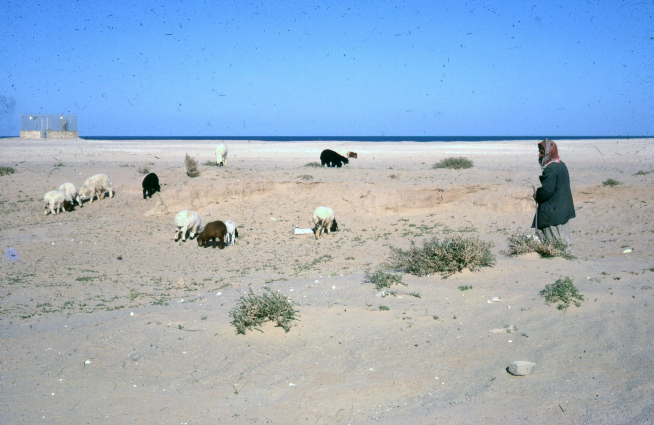 Afghanistan Value Chains Livestock Programme