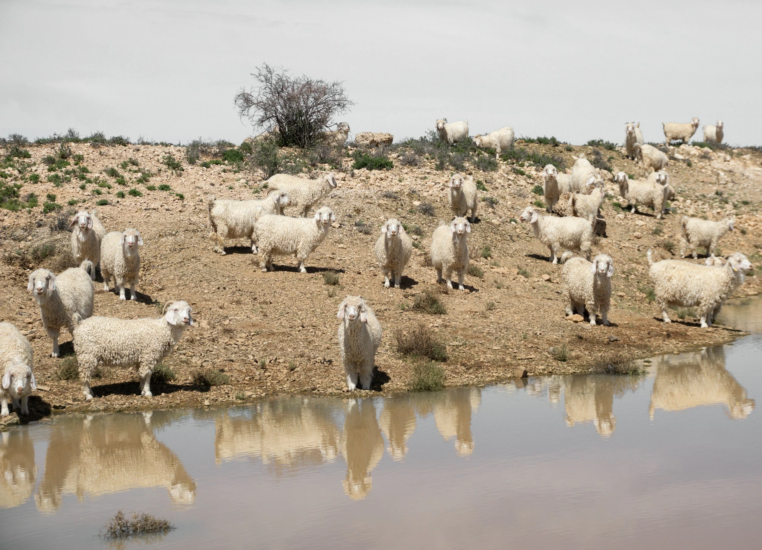 Sheep Farming Enterprise Review and Redesign, United Arab Emirates