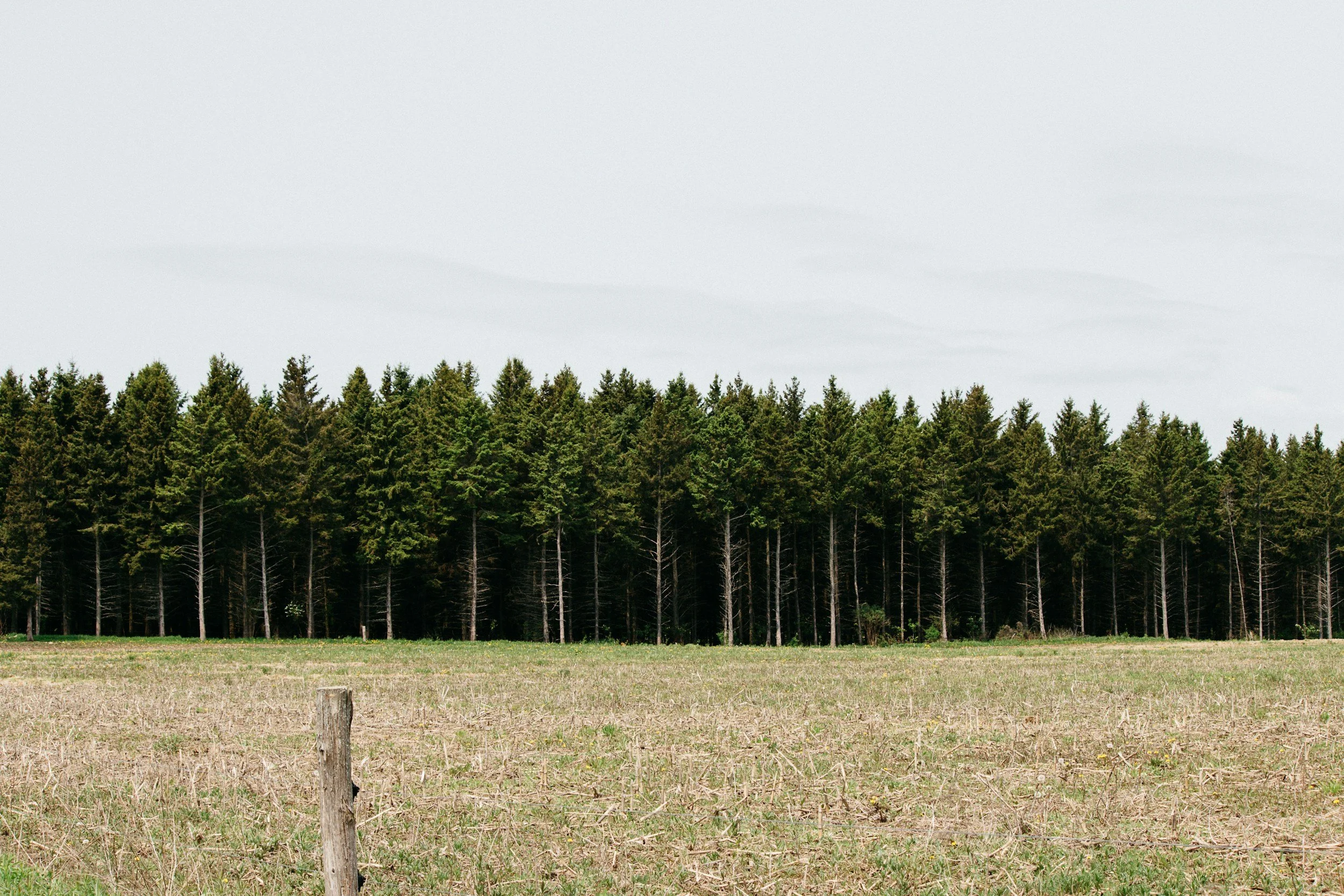Plantation Forestry and Rural Development