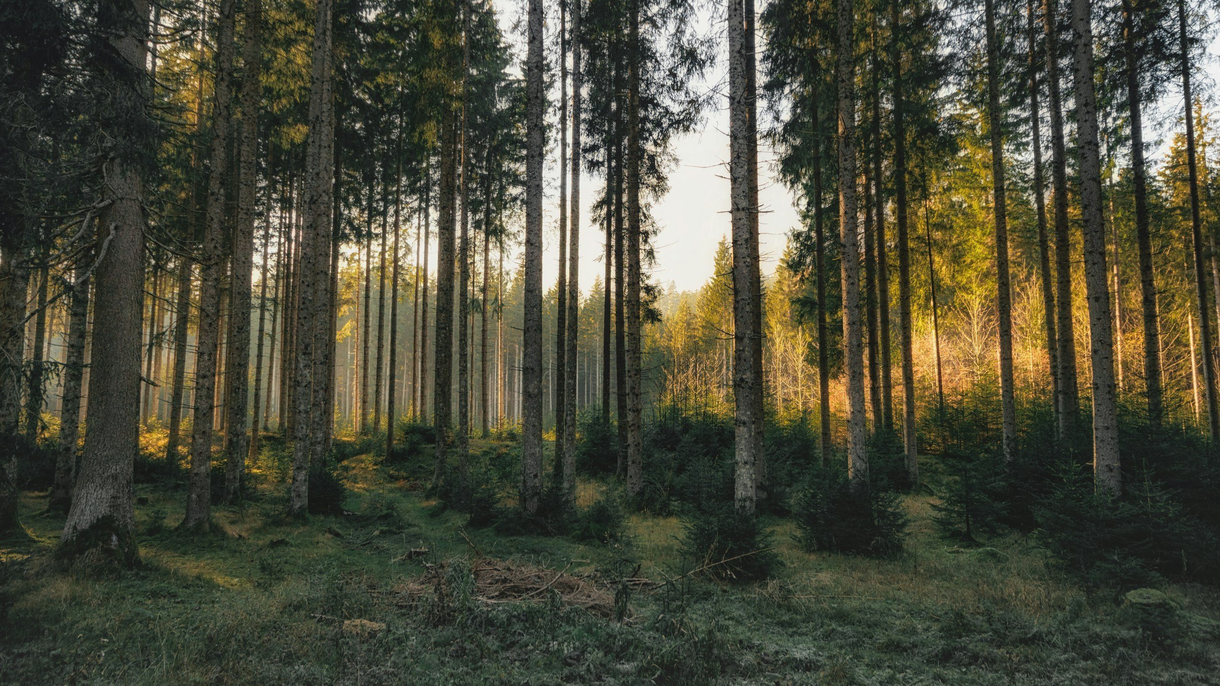 Forestry Estate Development, Kerikeri