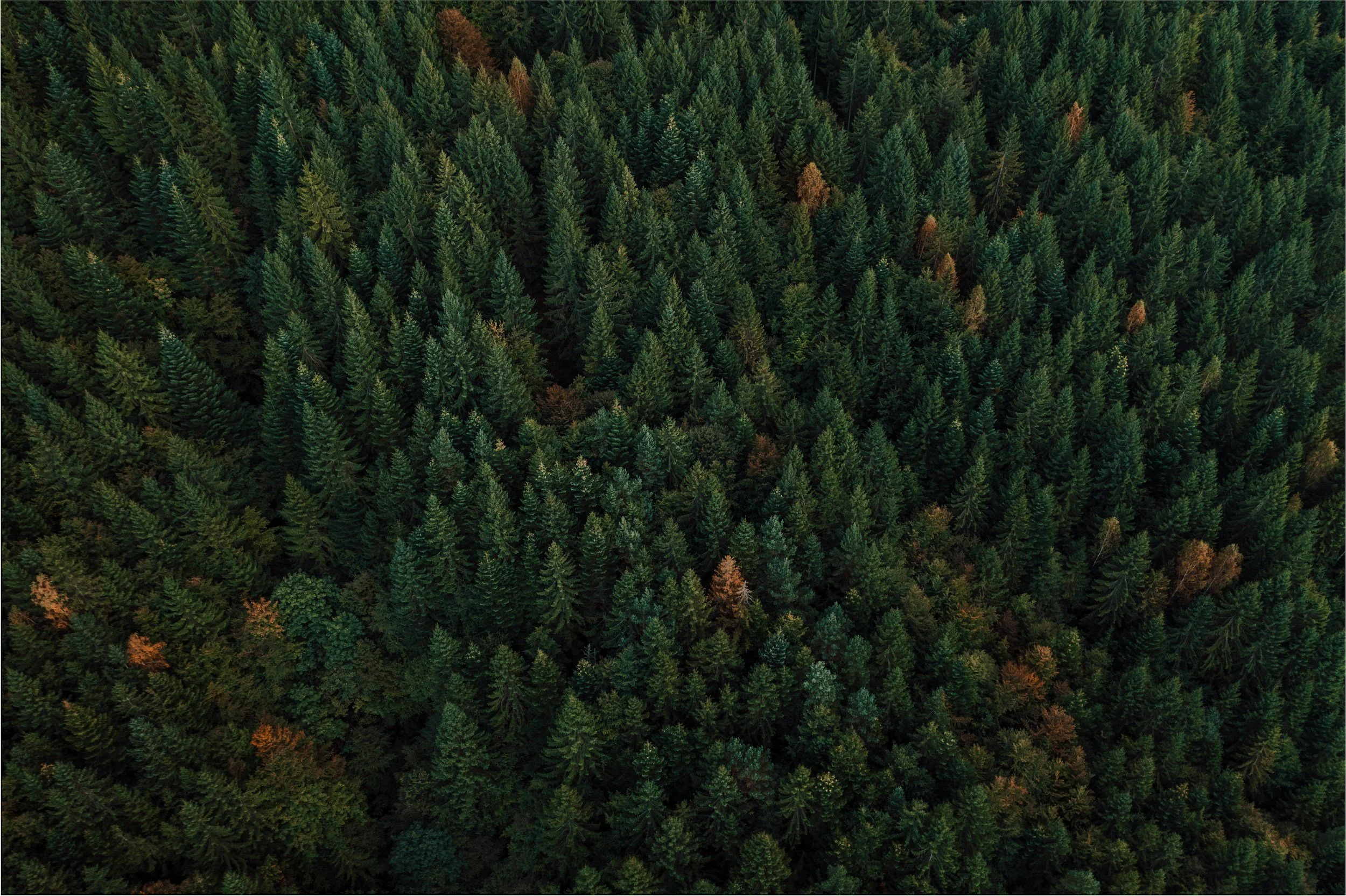 Forestry Acquisition, Dannevirke