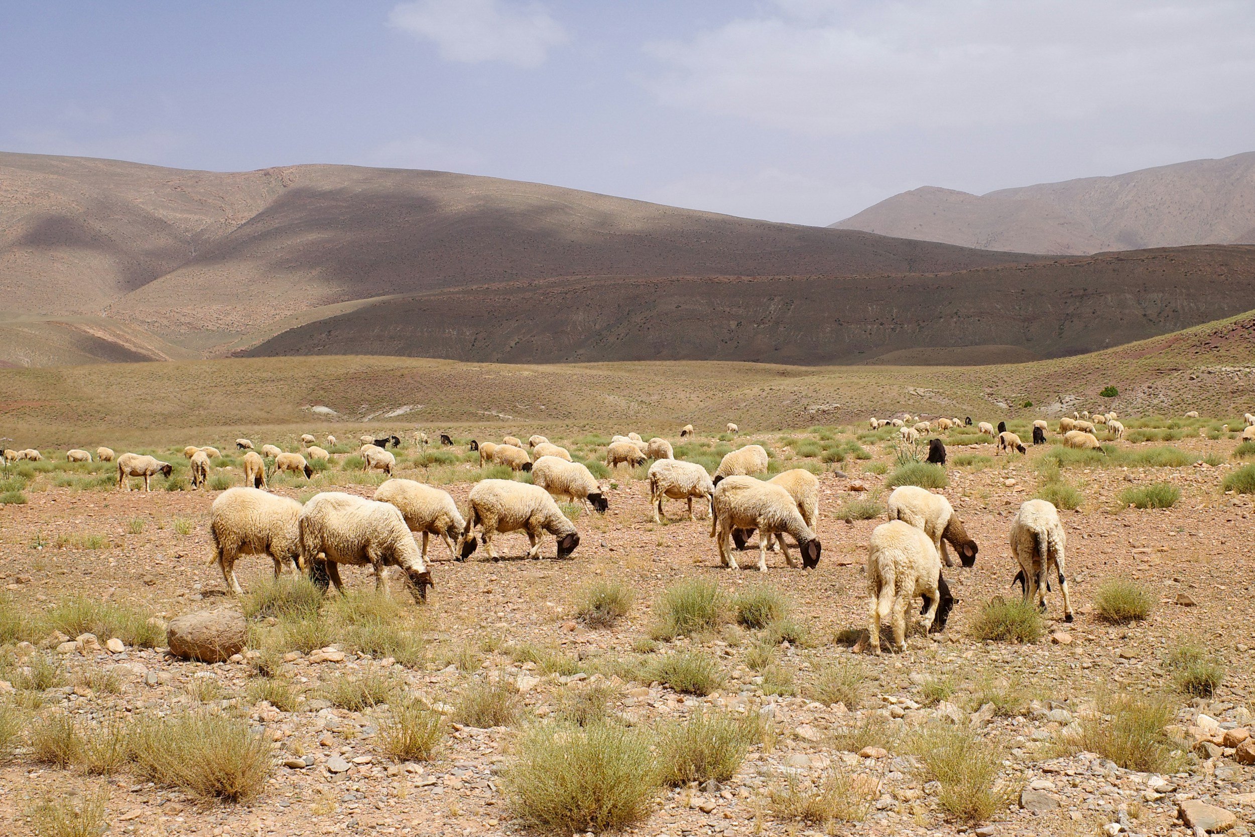 Sheep Farming Enterprise Review, United Arab Emirates