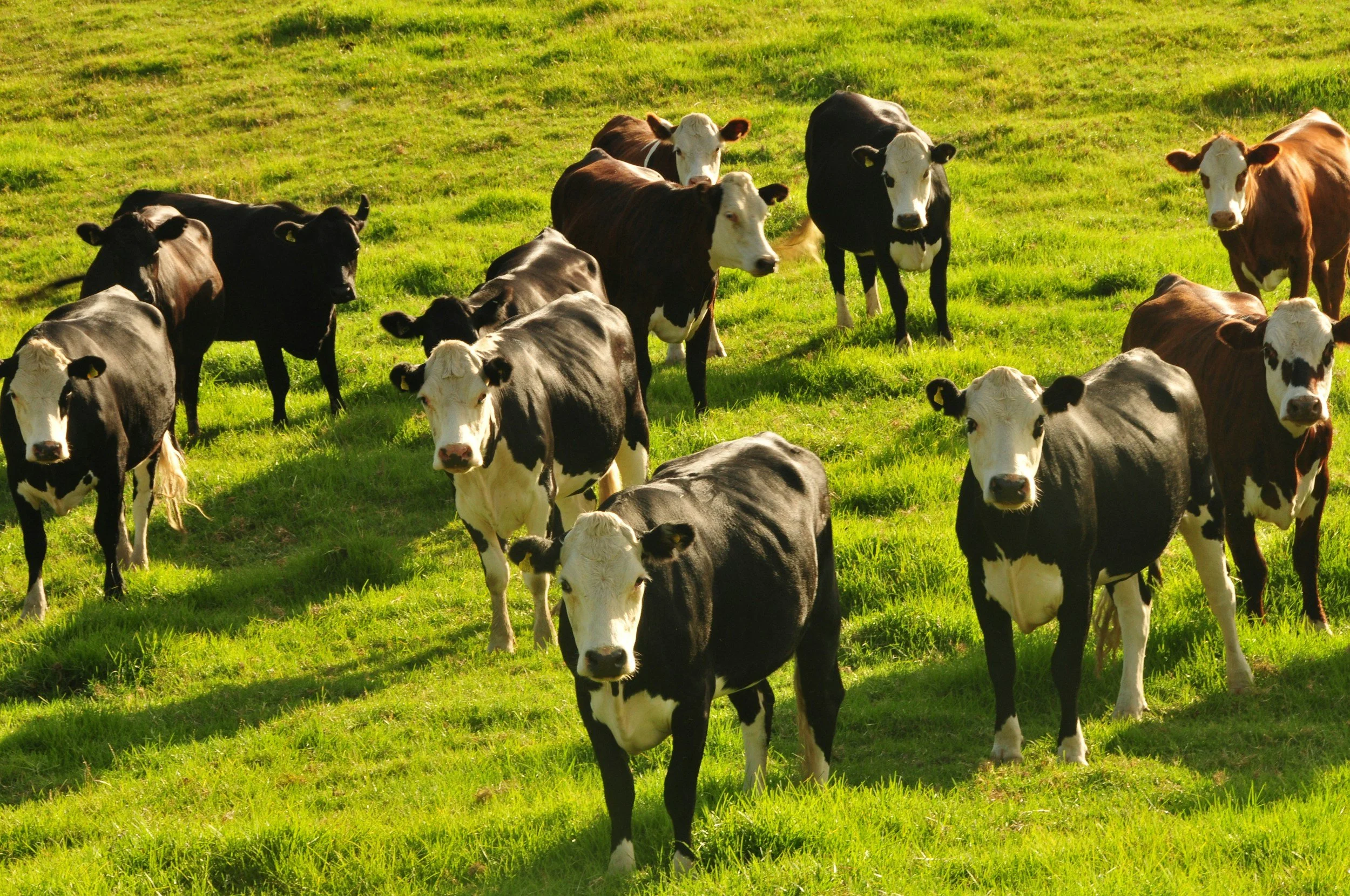 Economic evaluation of the DairyNZ milk solids levy