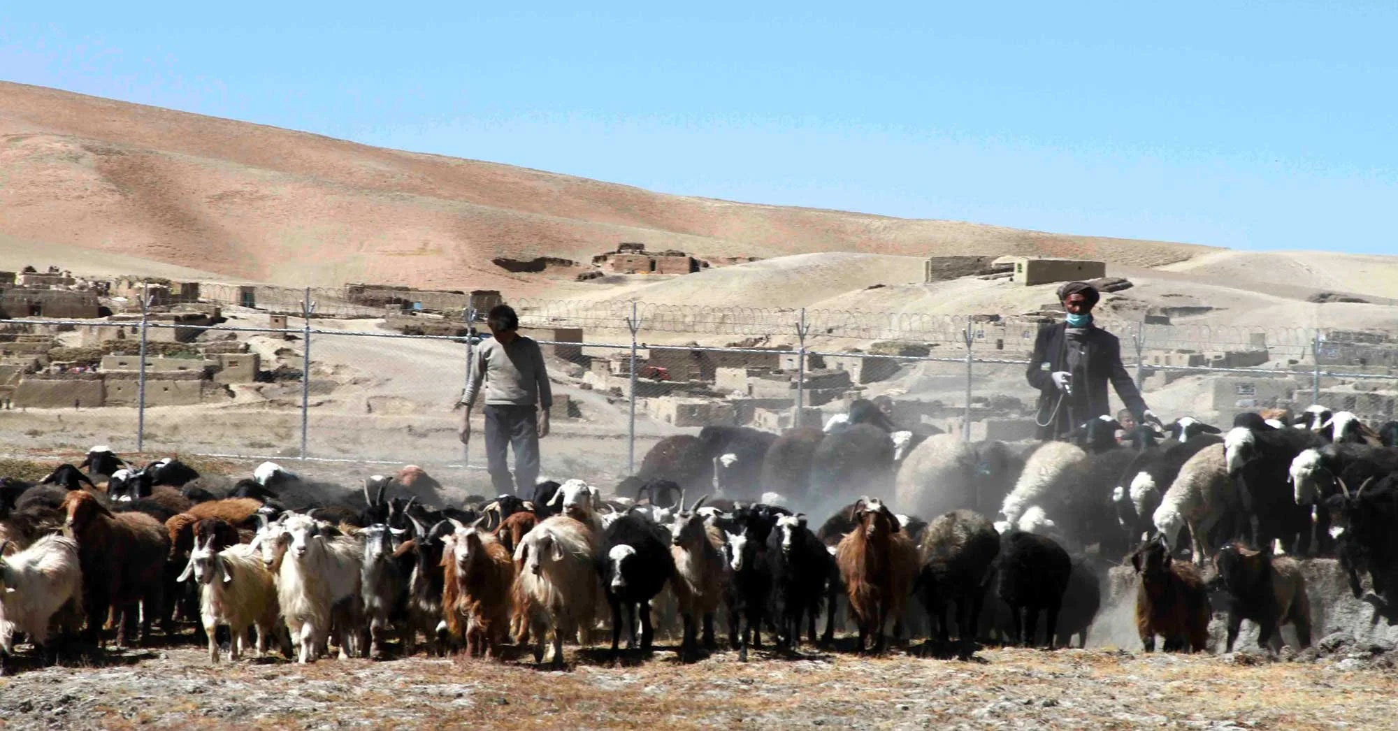 Afghanistan Value Chains Livestock Programme