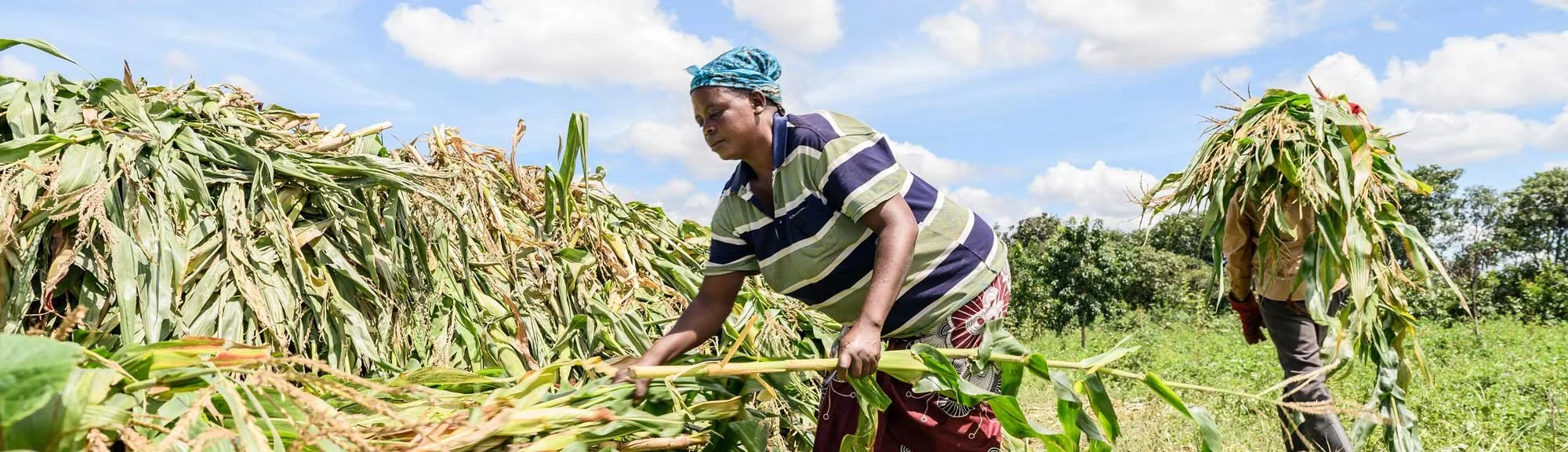 Two women harvesting corn in a field under a partly cloudy sky.