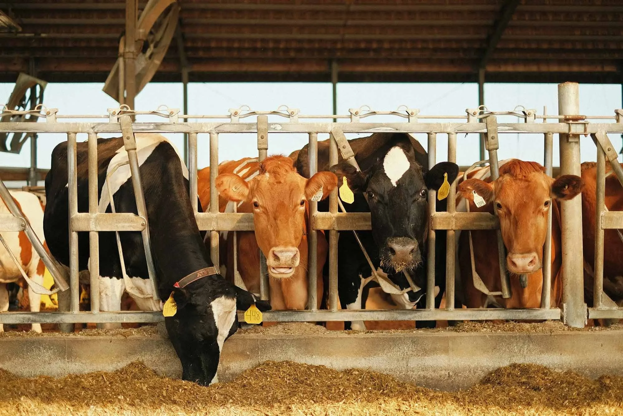 Return on Investment for the New Zealand Dairy Sector