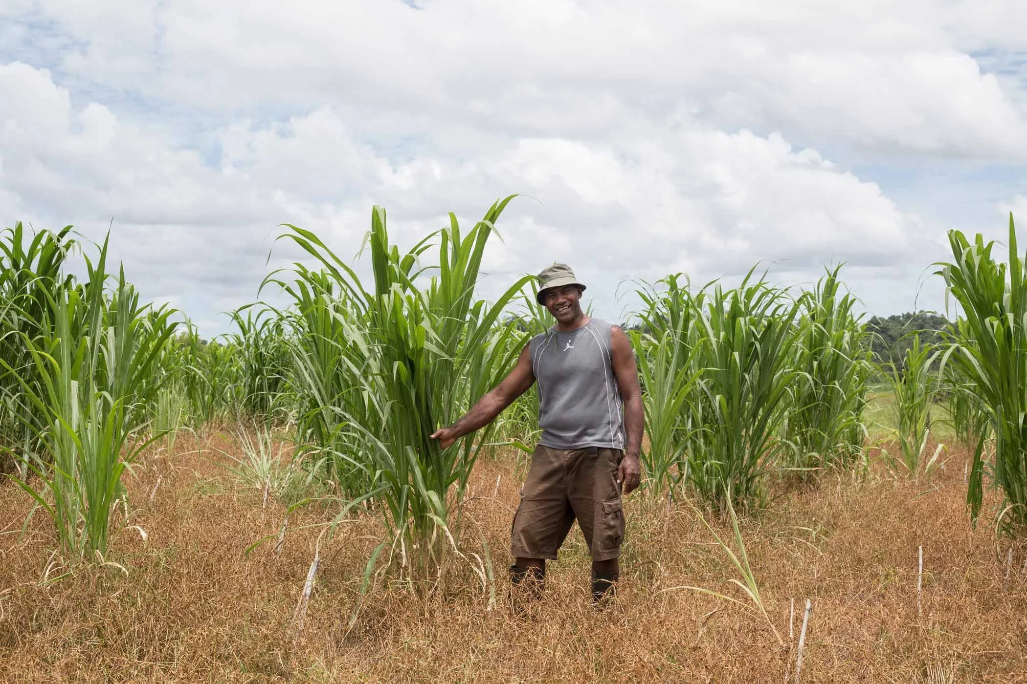 A smiling man wearing a sleeveless gray shirt, brown shorts, and a hat standing among tall green sugarcane plants in a field under a partly cloudy sky.