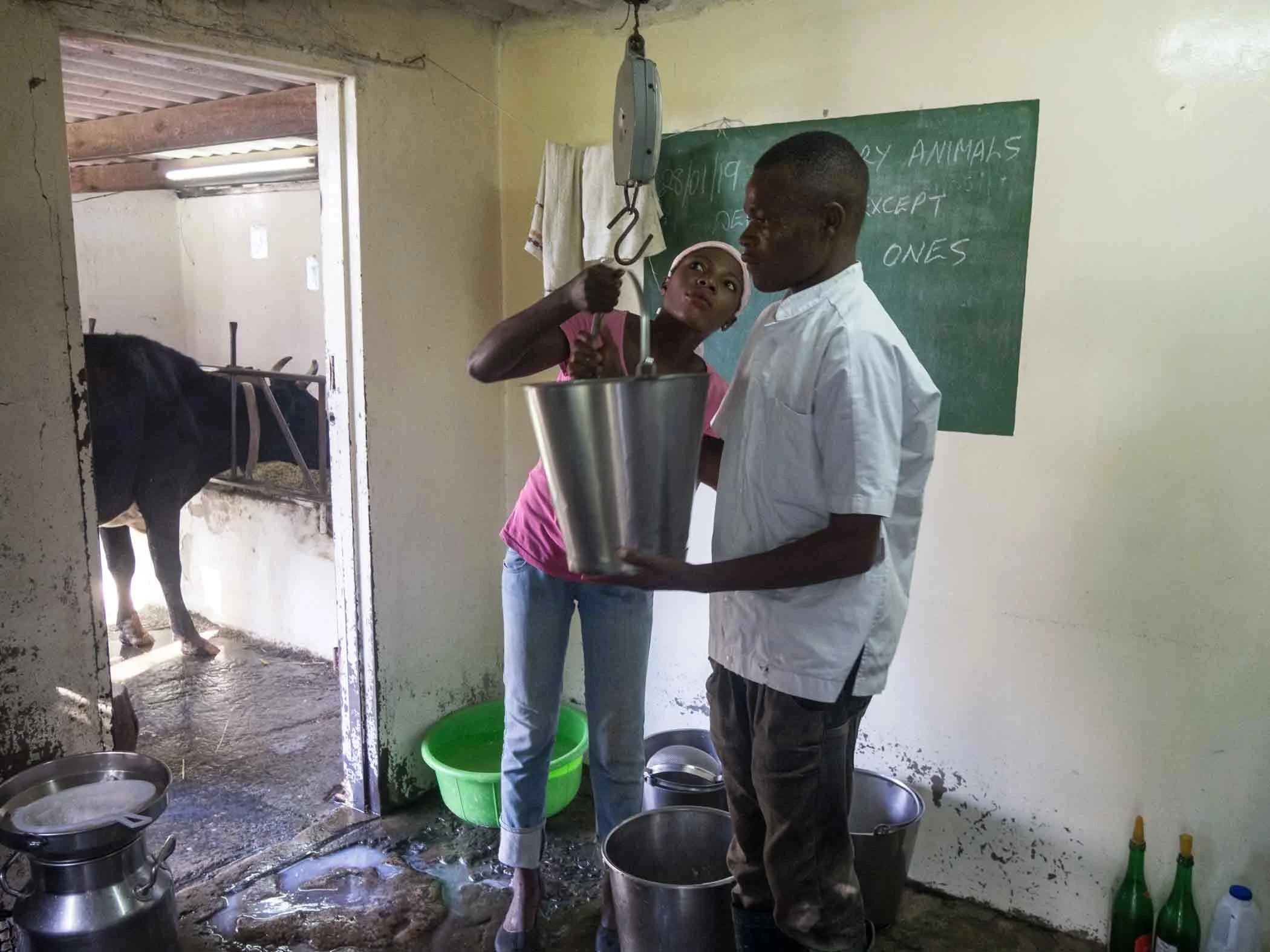 Dairy-Farm-Workers-from-Luanshya.jpg
