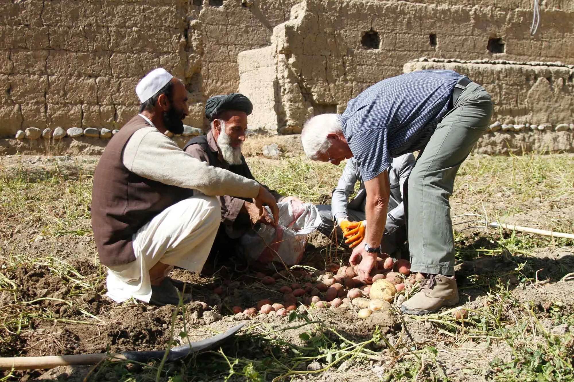 Bioclimatic potato packhouse, Afghanistan