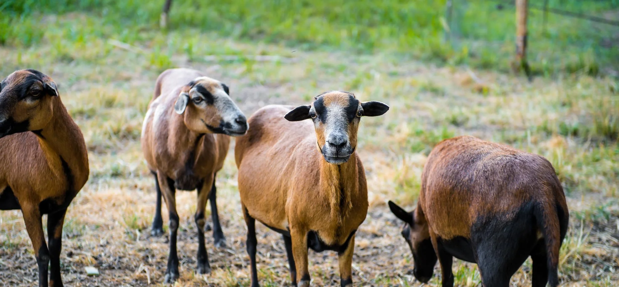 Rwanda Livestock Feasibility Study