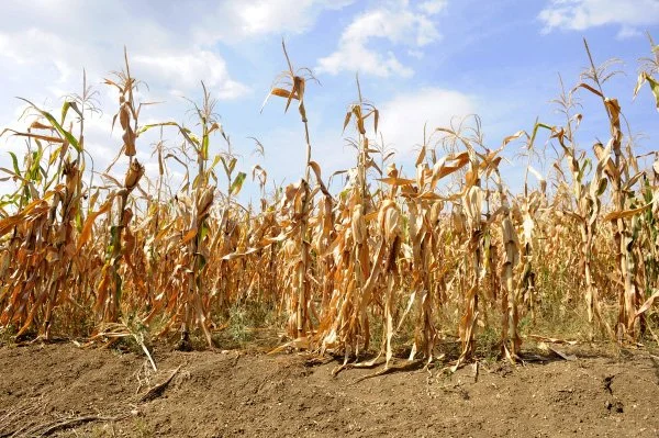 Green-Climate-Fund