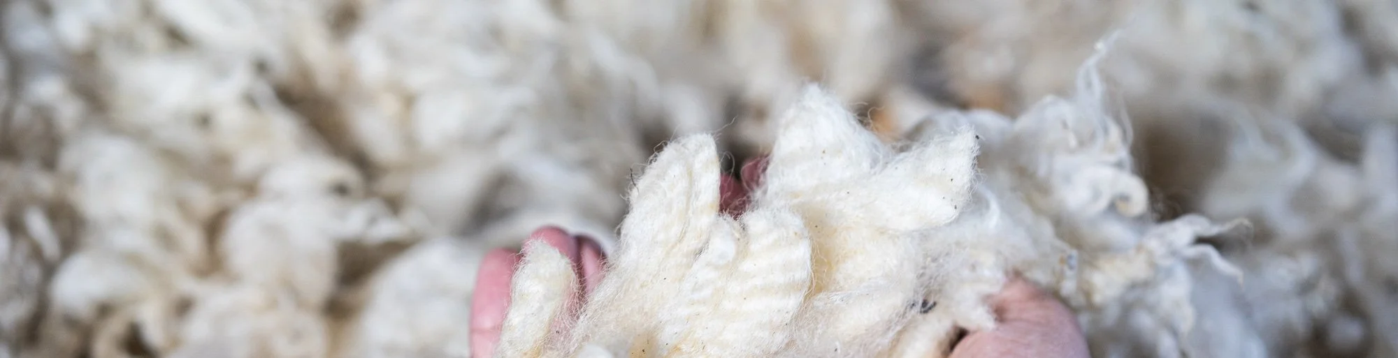 Close-up of raw wool fibers being held by hand.