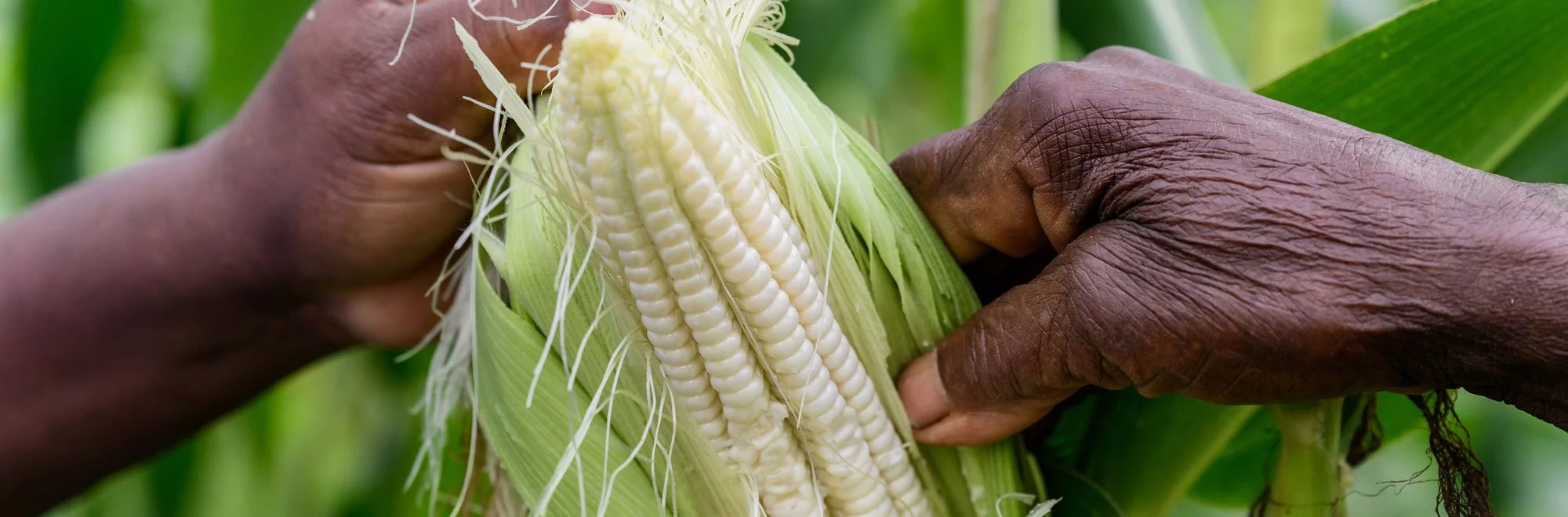 Close-up of a person husking a ripe corn cob with hands in a green field.
