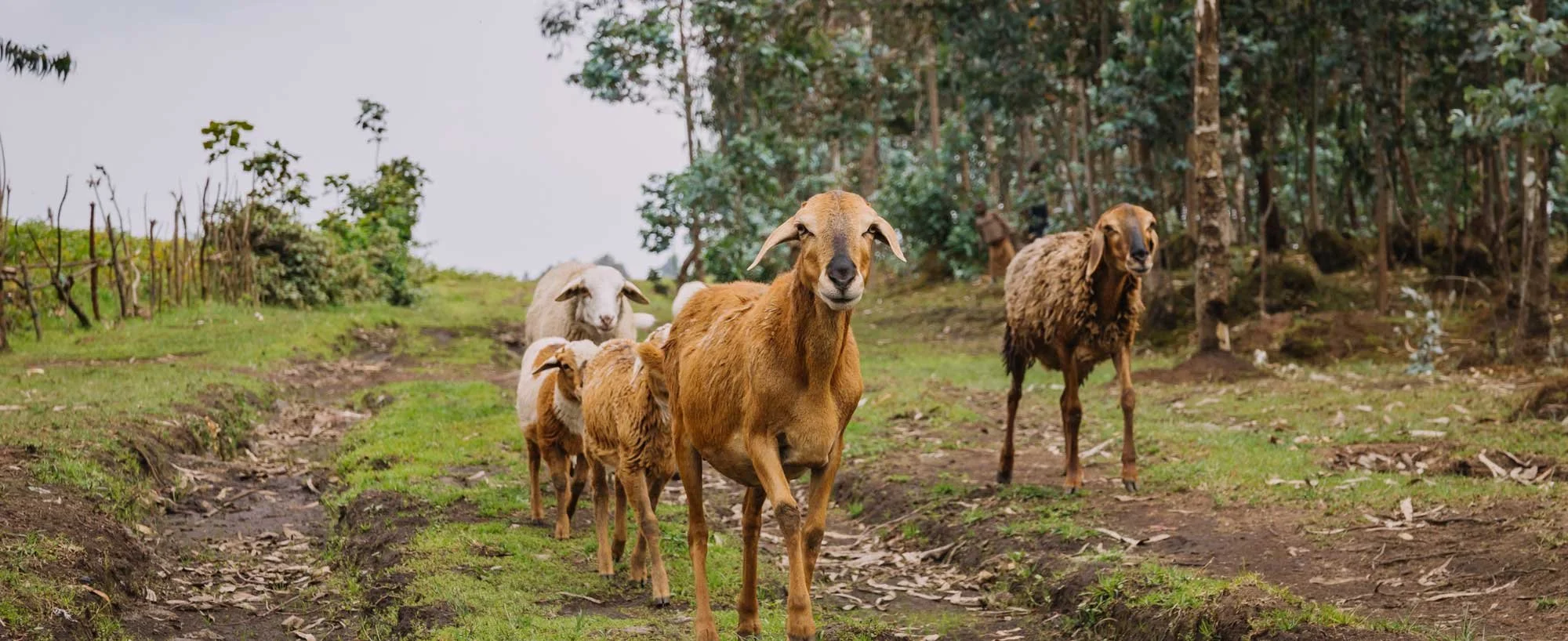 Rwanda