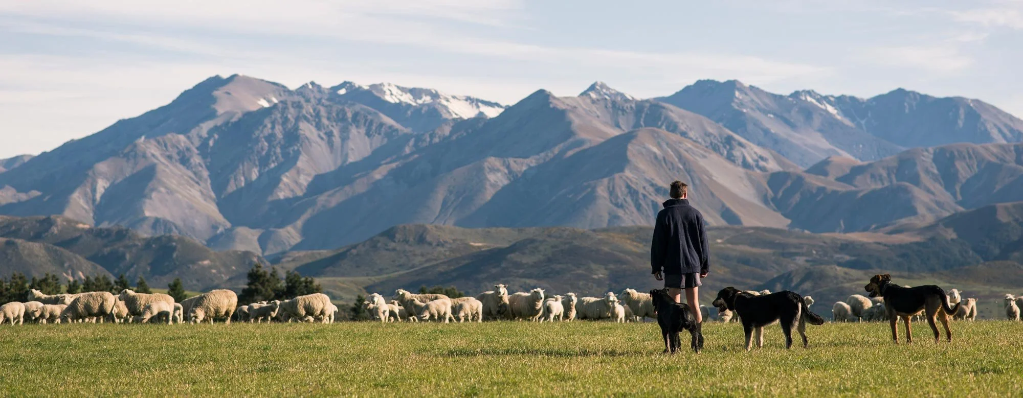 A person standing on a grassy field with a flock of sheep and several dogs, with mountains in the background under a partly cloudy sky.