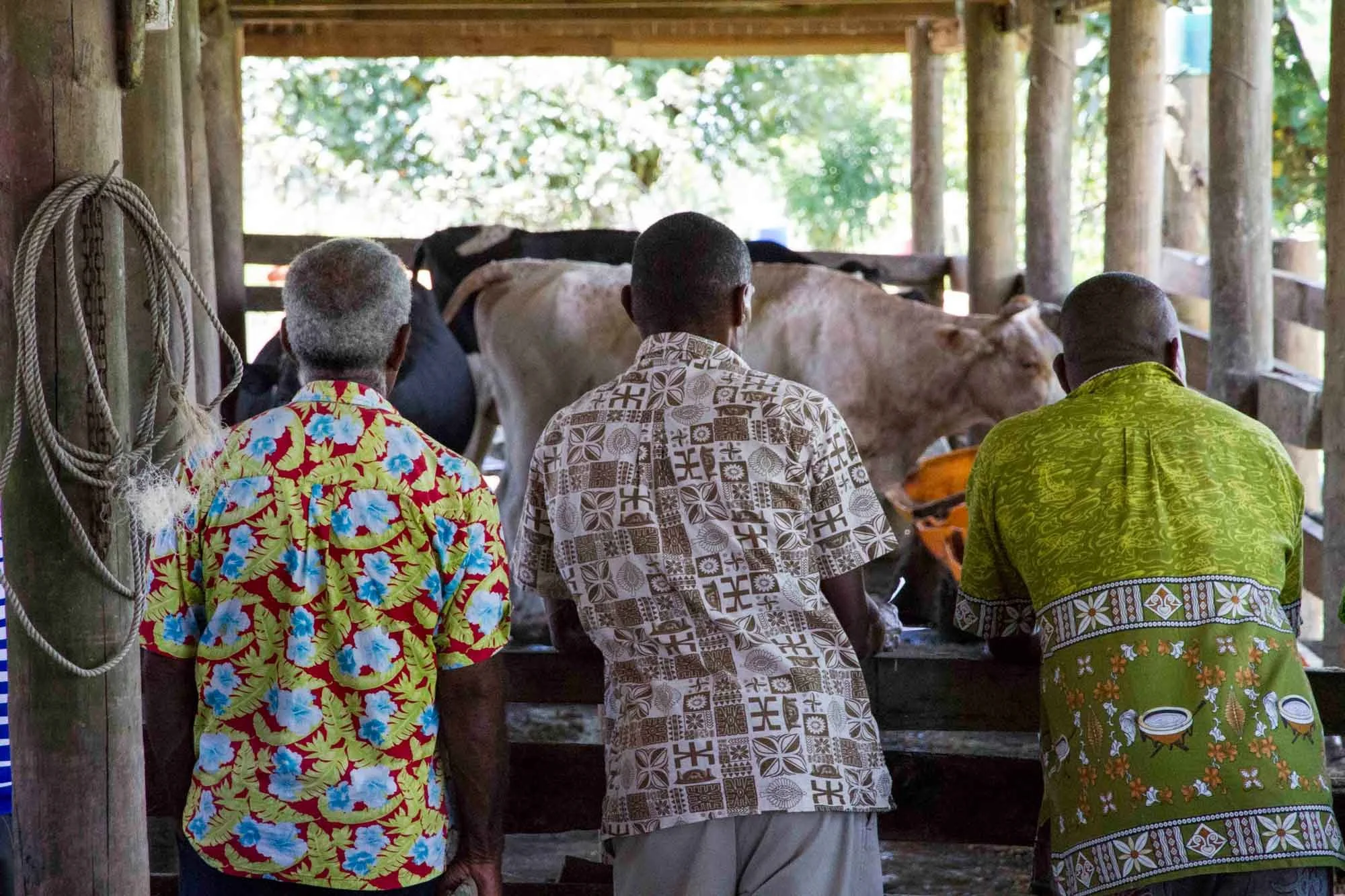 Blended eLearning for Paravet Workforce Development – Fiji and Vanuatu