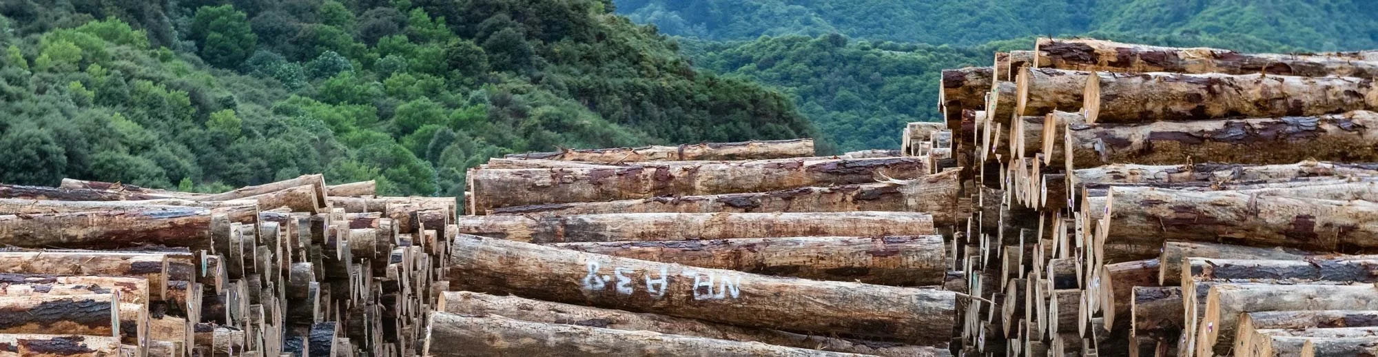 Stacks of cut logs in a forested mountainous area