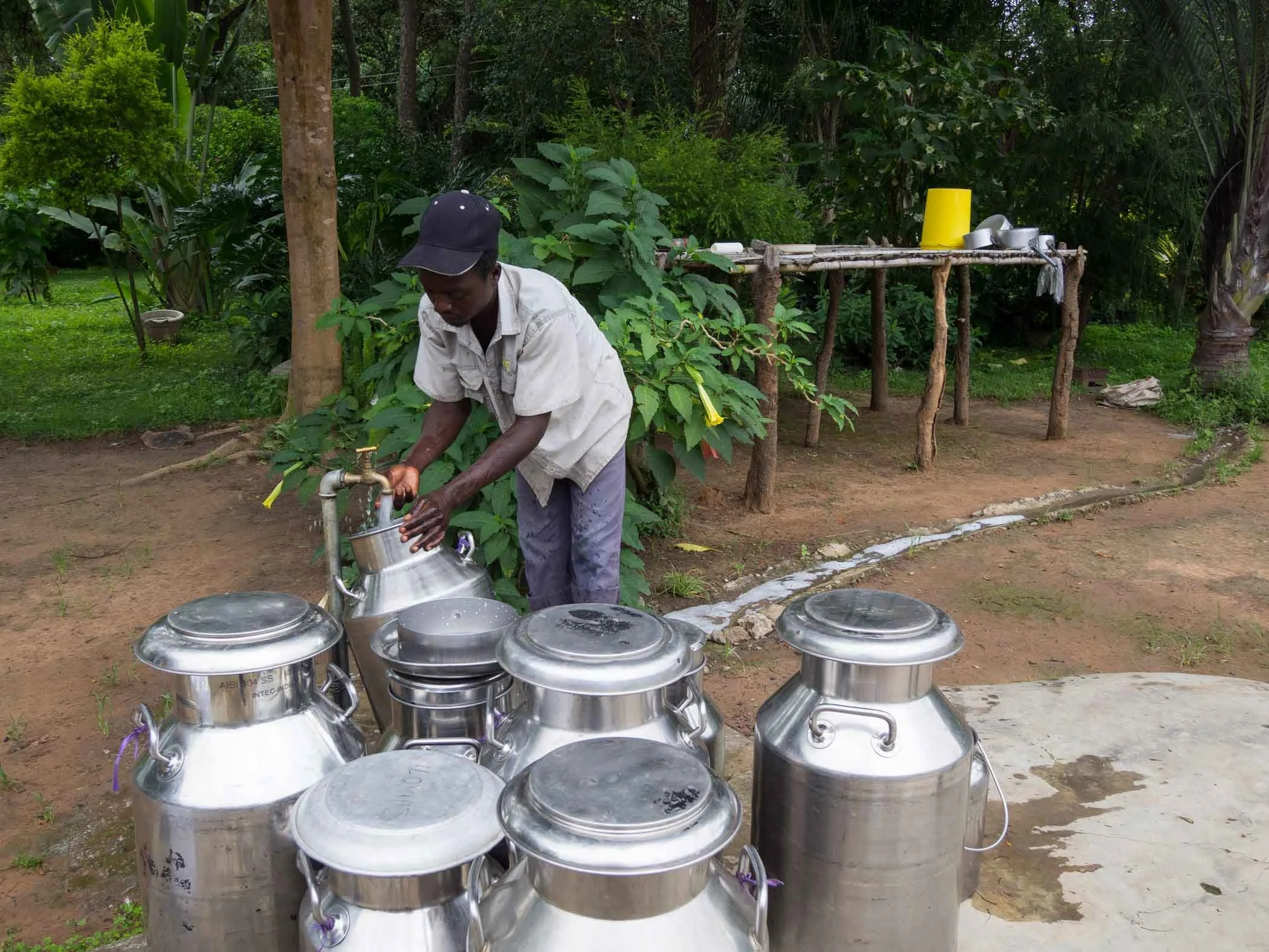 Zambia Dairy Transformation Programme