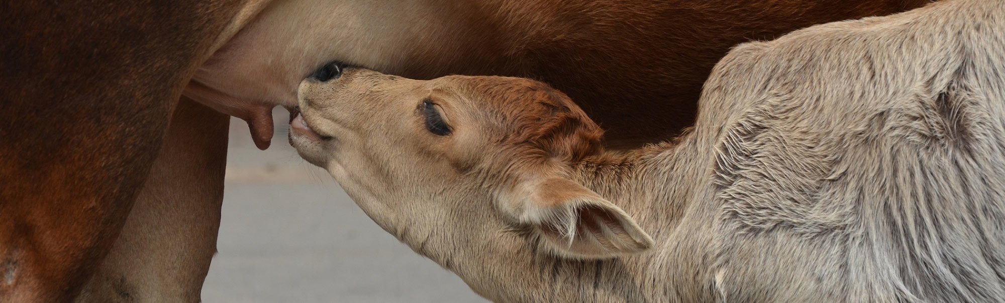 A baby cow nursing from its mother cow.