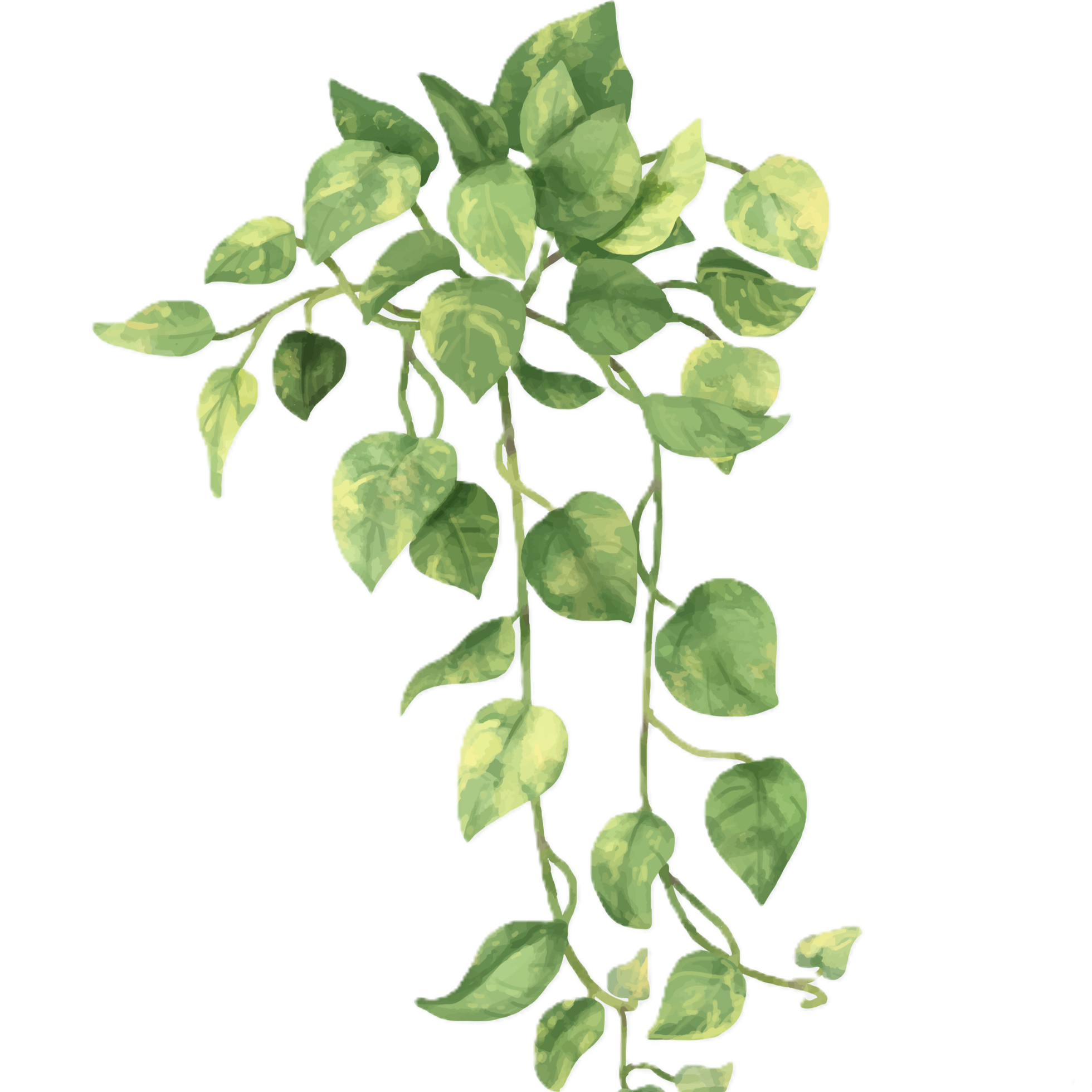 Wild Ivy Psychotherapy