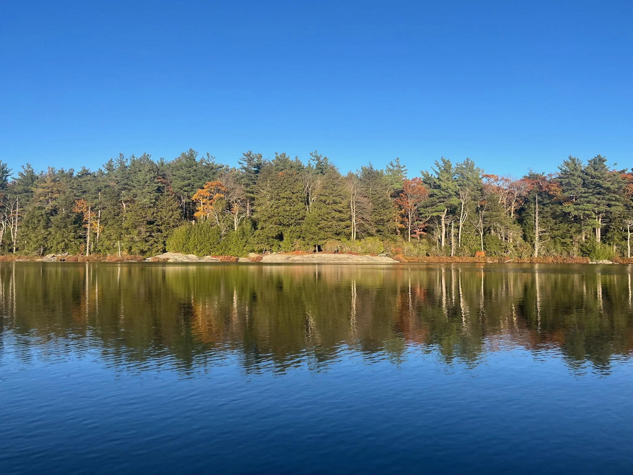 Calm lake reflecting a shoreline with a dense forest of pine trees and some autumn-colored leaves under a clear blue sky.