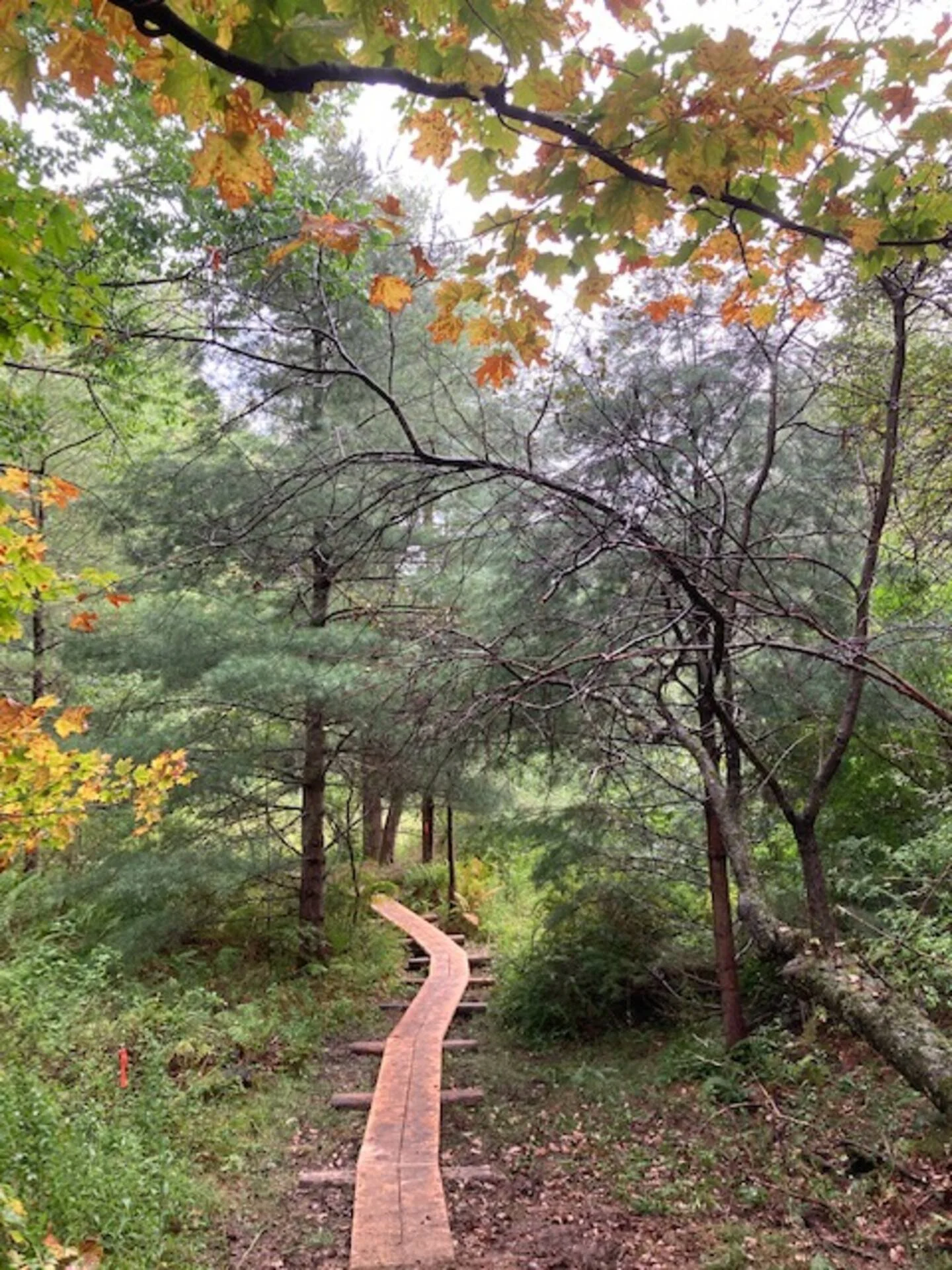 A wooden boardwalk winds through a lush forest with green and orange autumn leaves, various trees, and dense foliage.