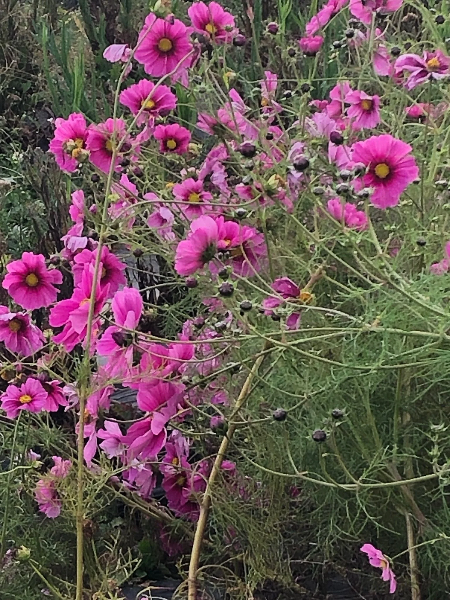 Cluster of pink flowers with yellow centers and black berries on green stems and leaves.