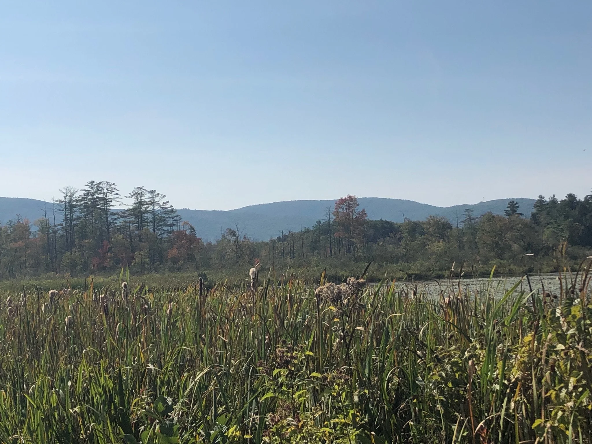 A scenic landscape of a marsh with tall grasses and reeds in the foreground, a forested area with various trees in the middle ground, and distant mountains under a clear blue sky.