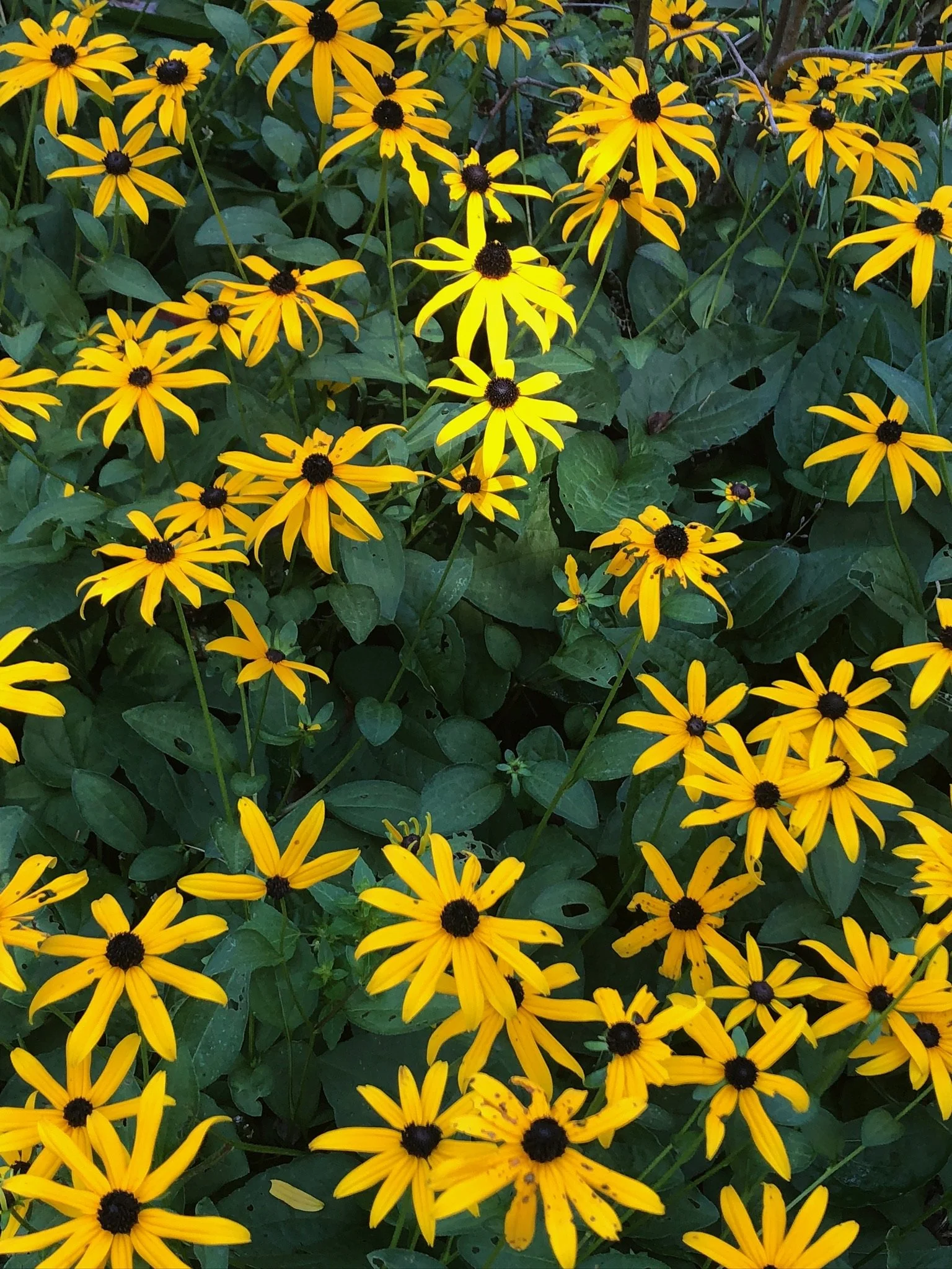 Cluster of yellow daisy-like flowers with dark centers and green leaves.