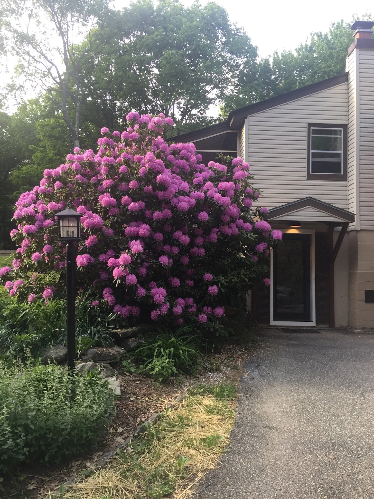 A large flowering bush with pink blossoms in front of a house, with a pathway and small garden area nearby.