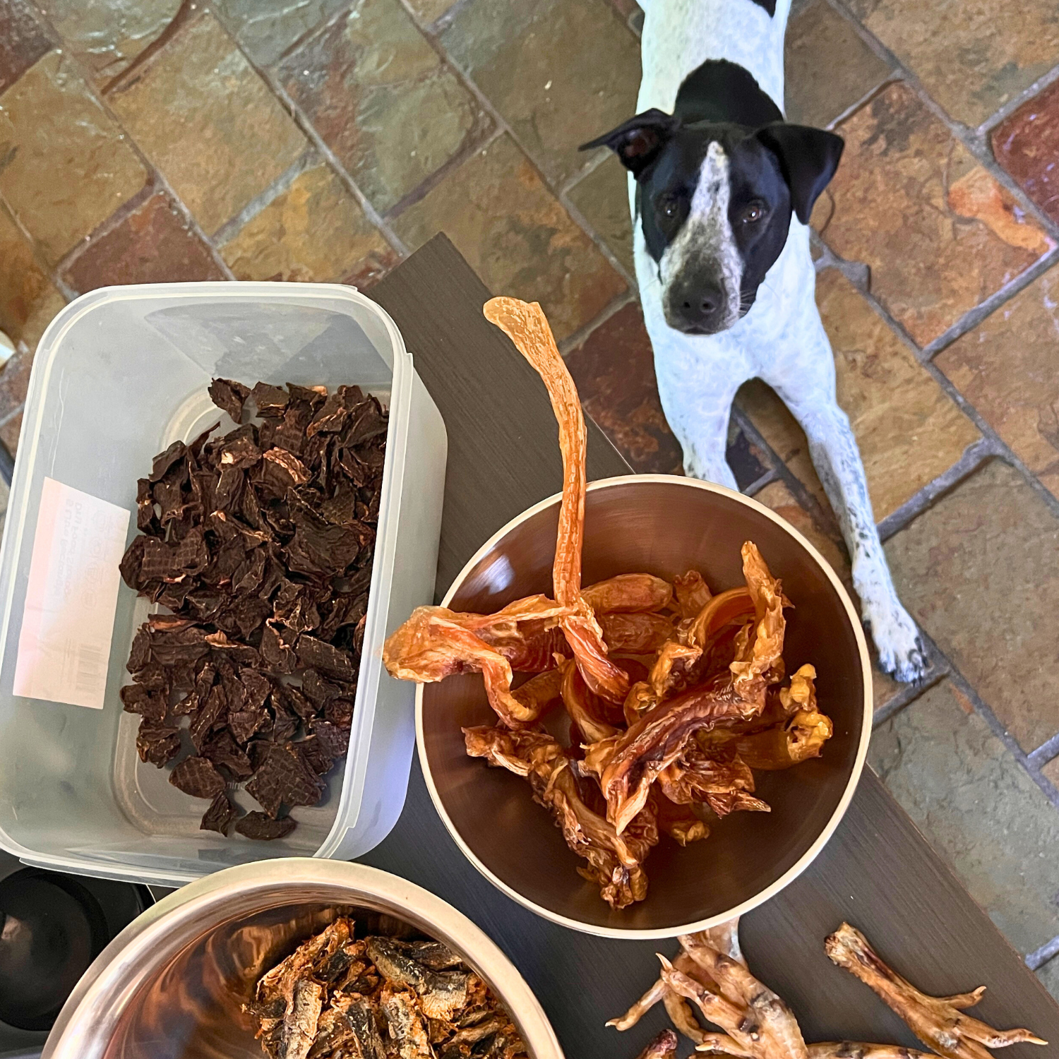 Cycles with Nae - Dog photo.png