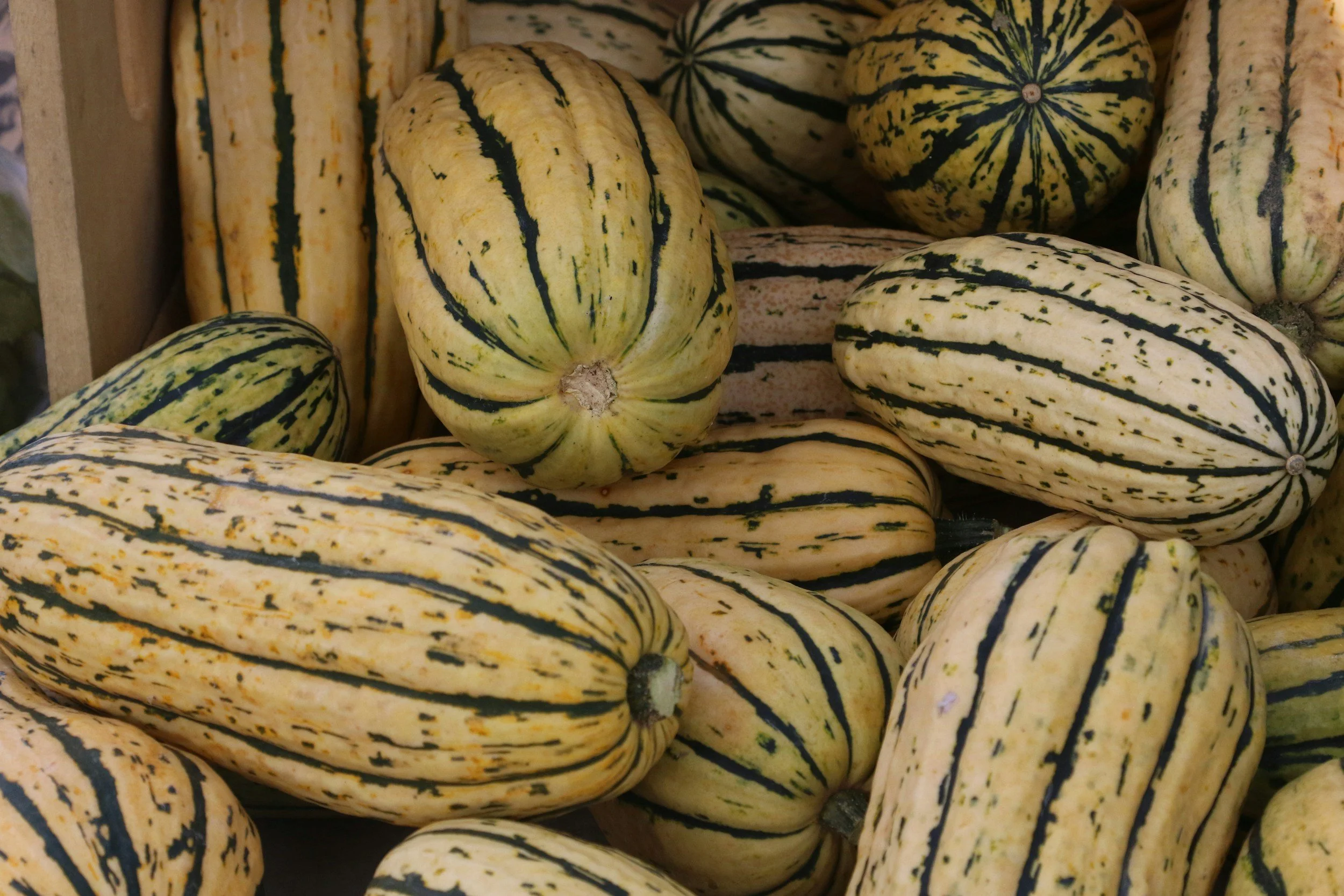 A collection of yellow and green striped squash, known as delicata squash, piled together.