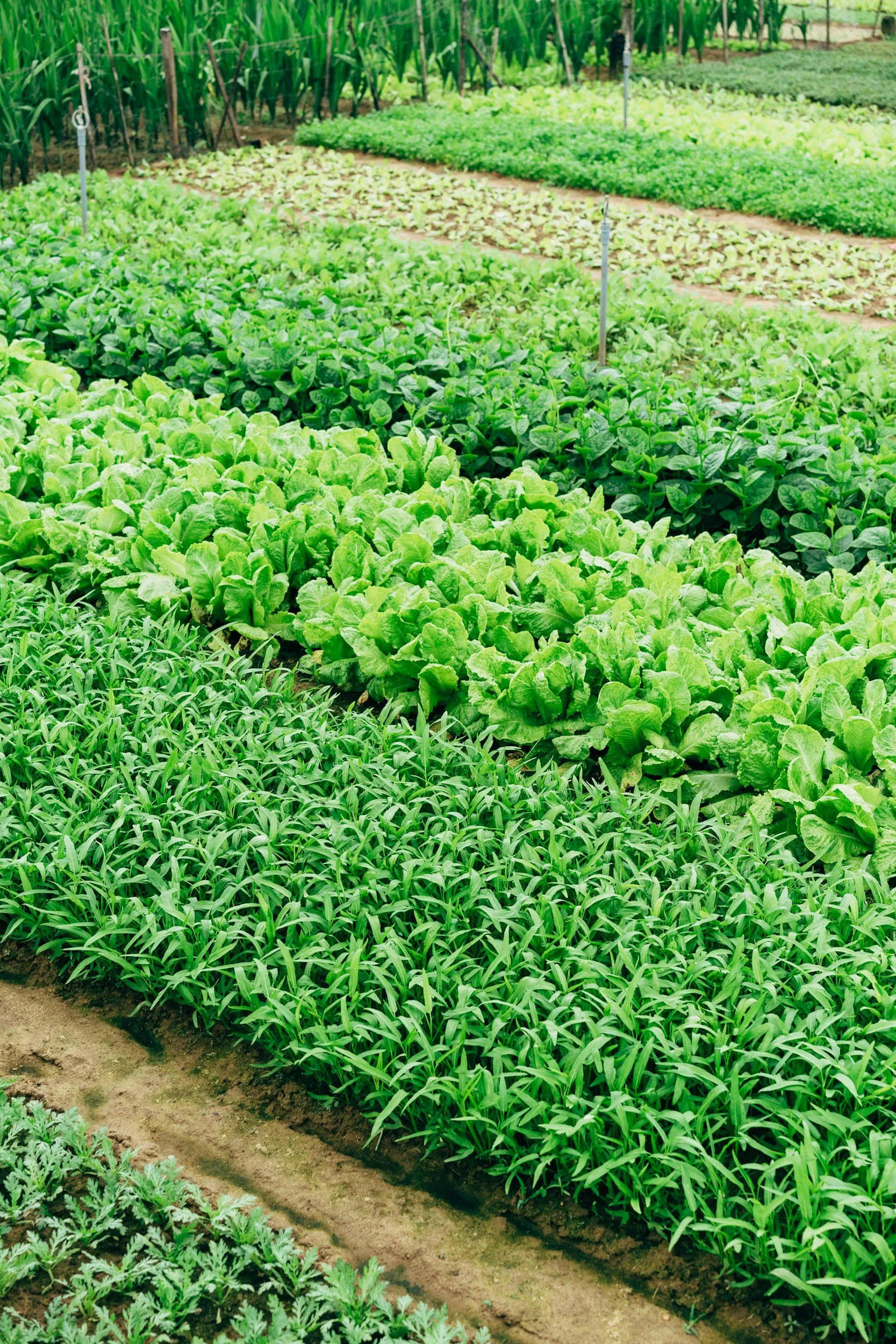 Rows of lush green leafy vegetables growing in a farm, including lettuce, spinach, and possibly cilantro or parsley.