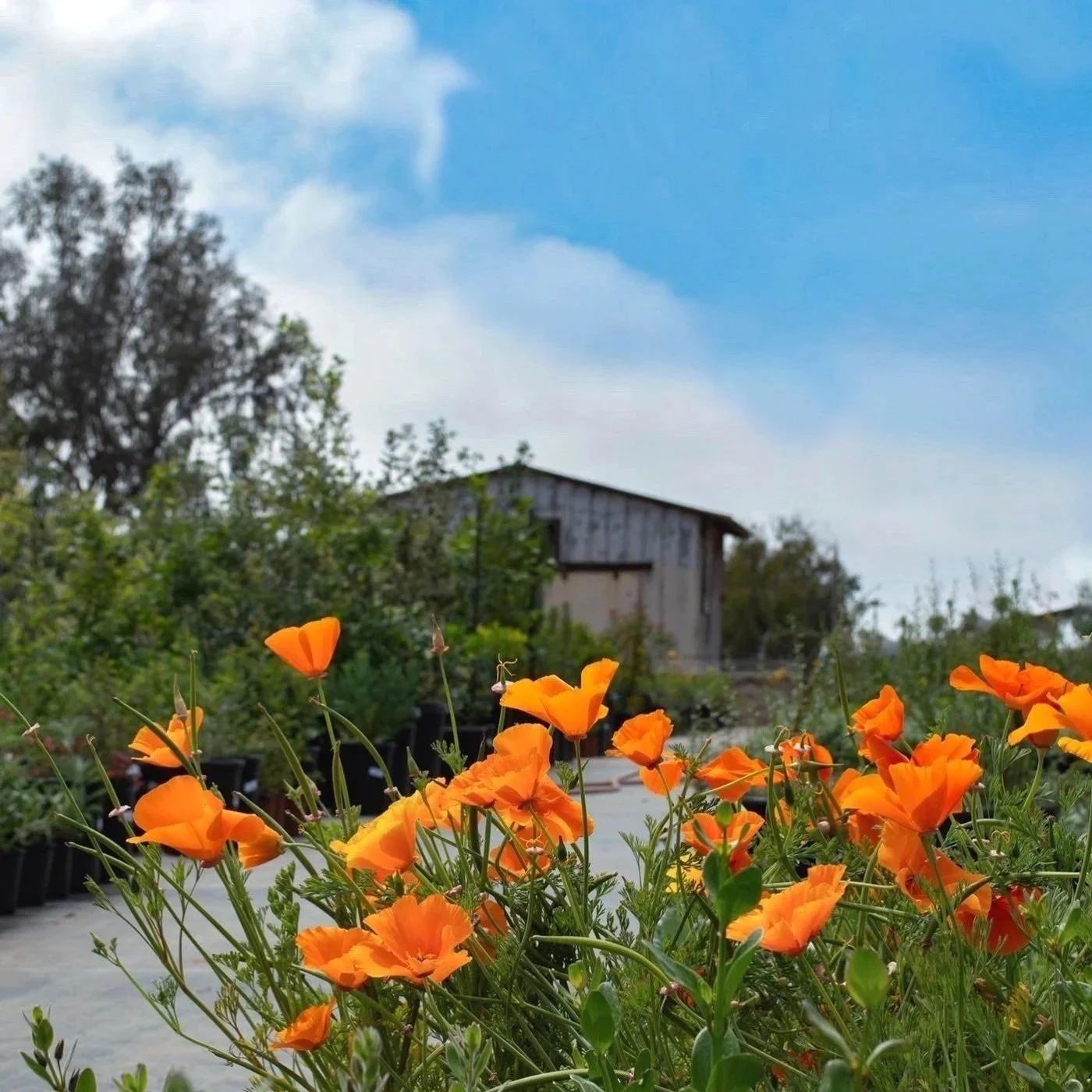 Pop-up at Native West Nursery