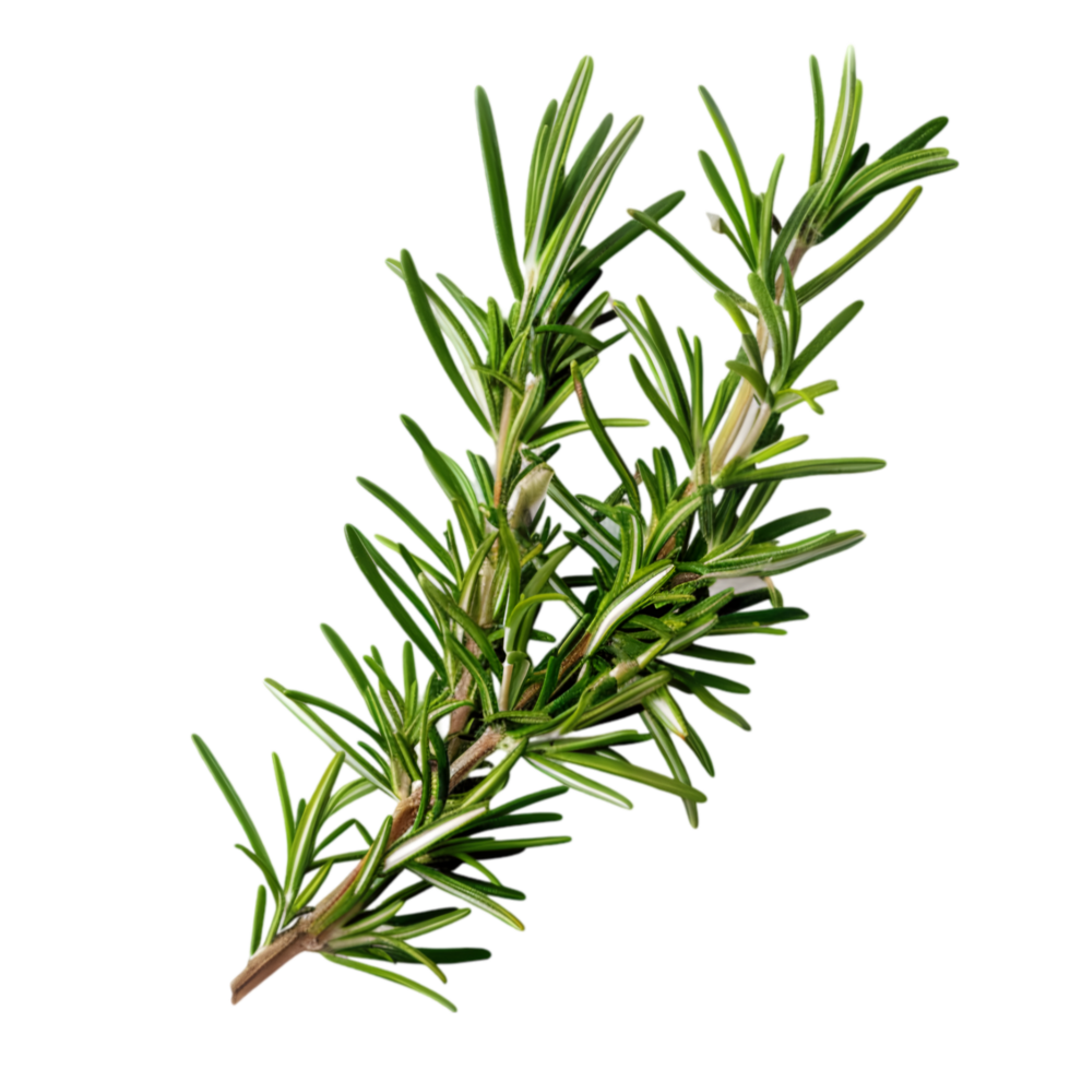 Fresh rosemary herb sprig with green needle-like leaves