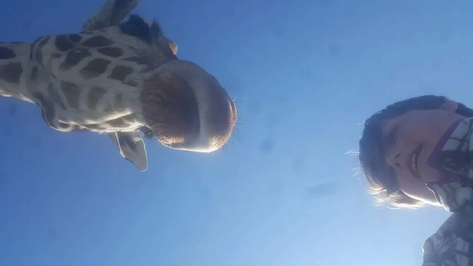 A person taking a selfie with a giraffe on a clear blue sky day.