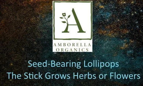 Amborella Organics logo with a plant and the letter A, and text about seed-bearing lollipops and herbs or flowers.