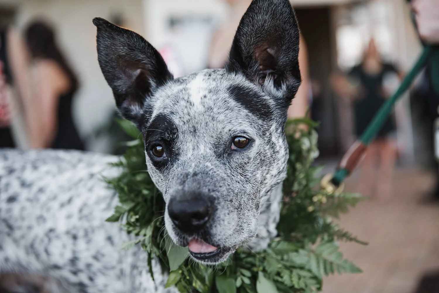 grey and black speckled dog wearing all green floral collar